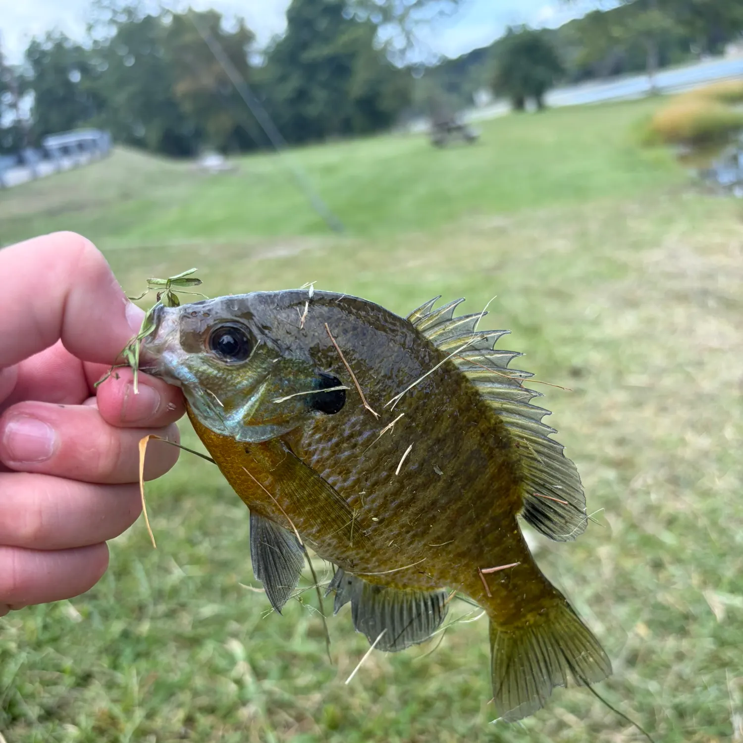 Bluegill caught on Fishbrain