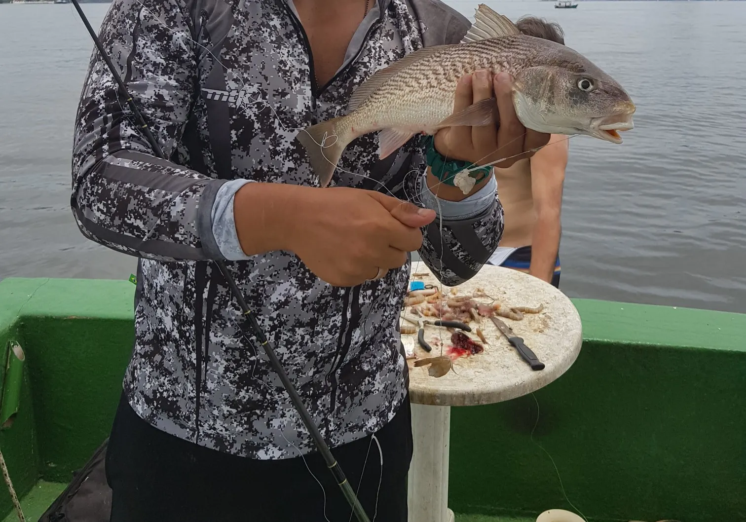 Atlantic croaker