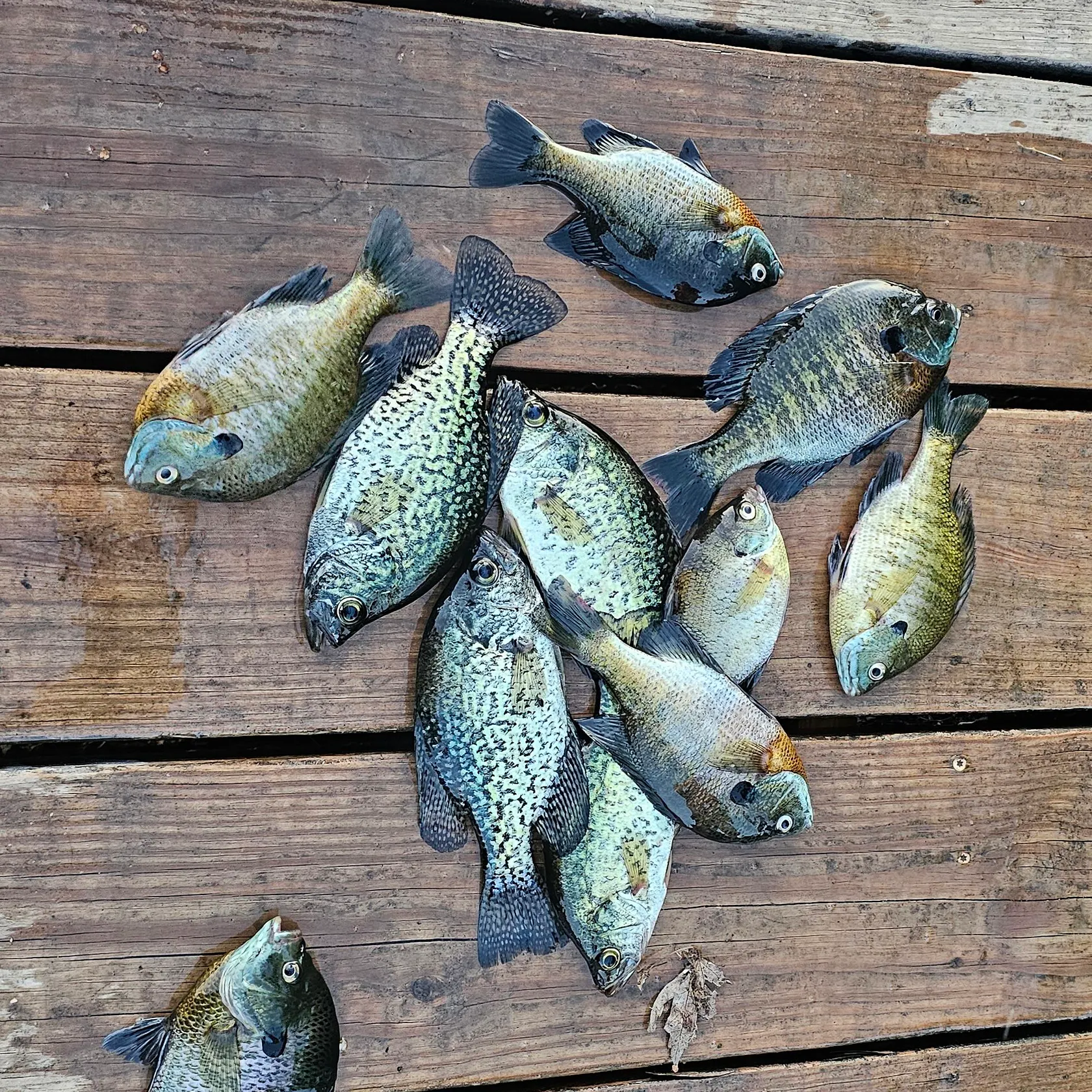 recently logged catches