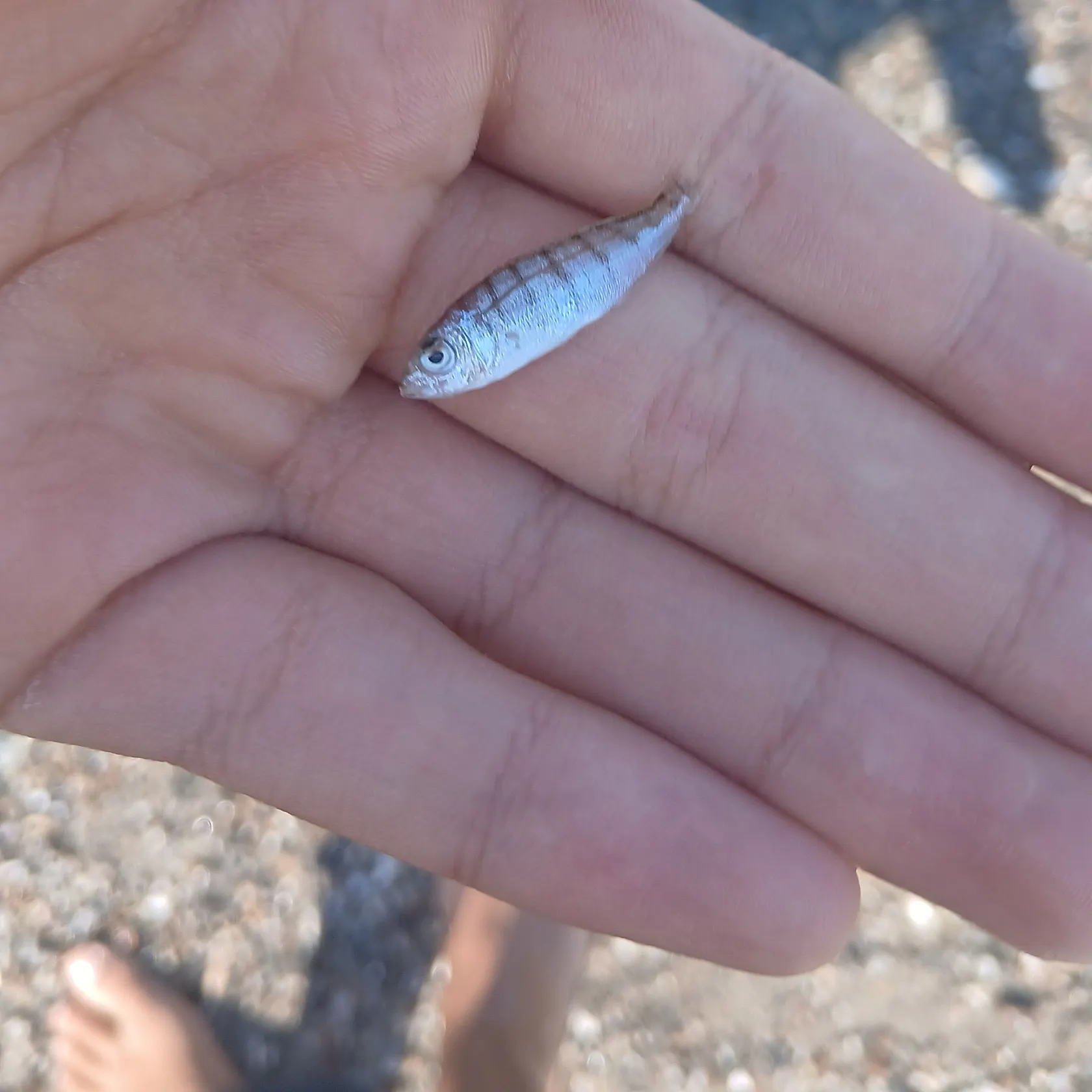 The most recent Bogue catches on Fishbrain