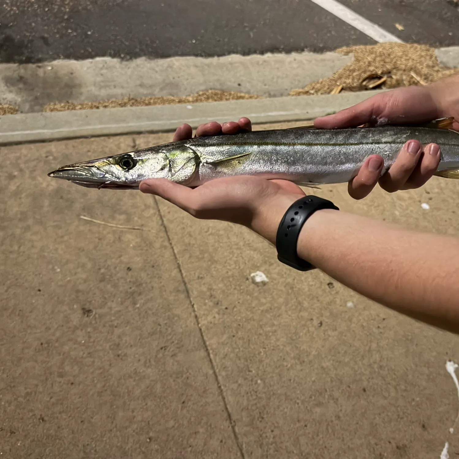 The most recent Pacific barracuda catches on Fishbrain