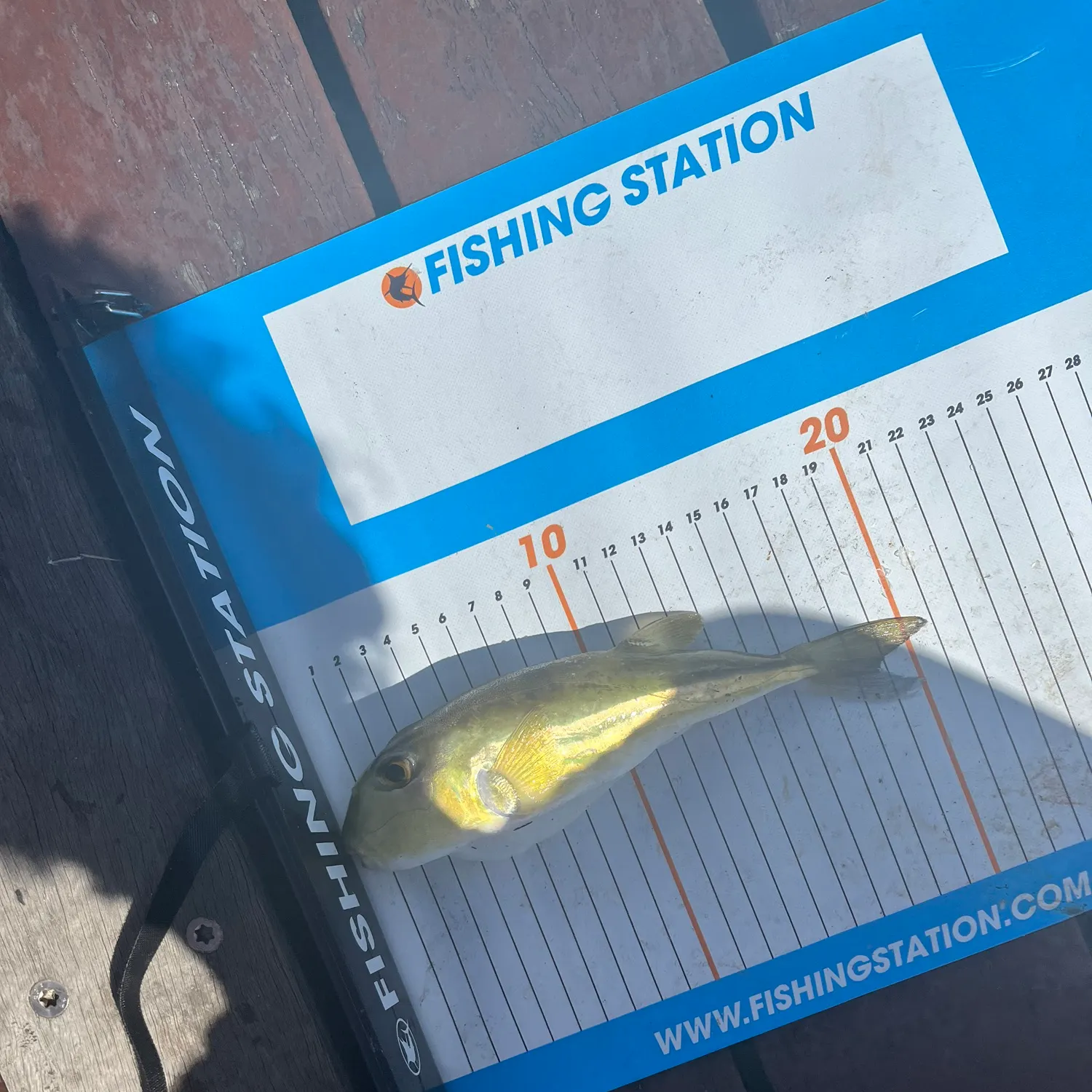 The most recent Half-smooth golden pufferfish catches on Fishbrain