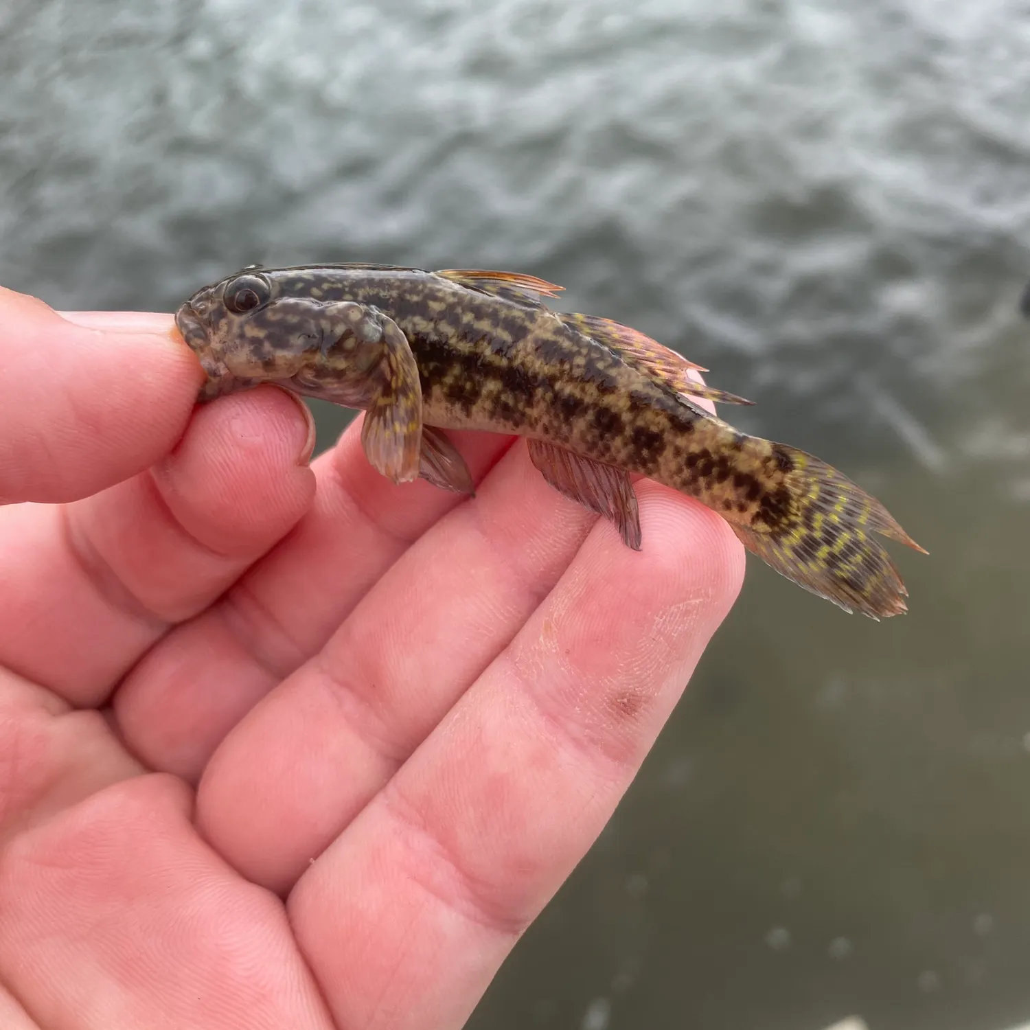 The most recent Frillfin goby catches on Fishbrain