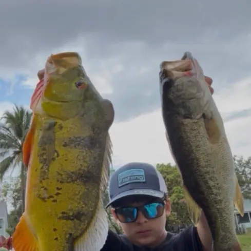 The most recent Butterfly peacock bass catches on Fishbrain