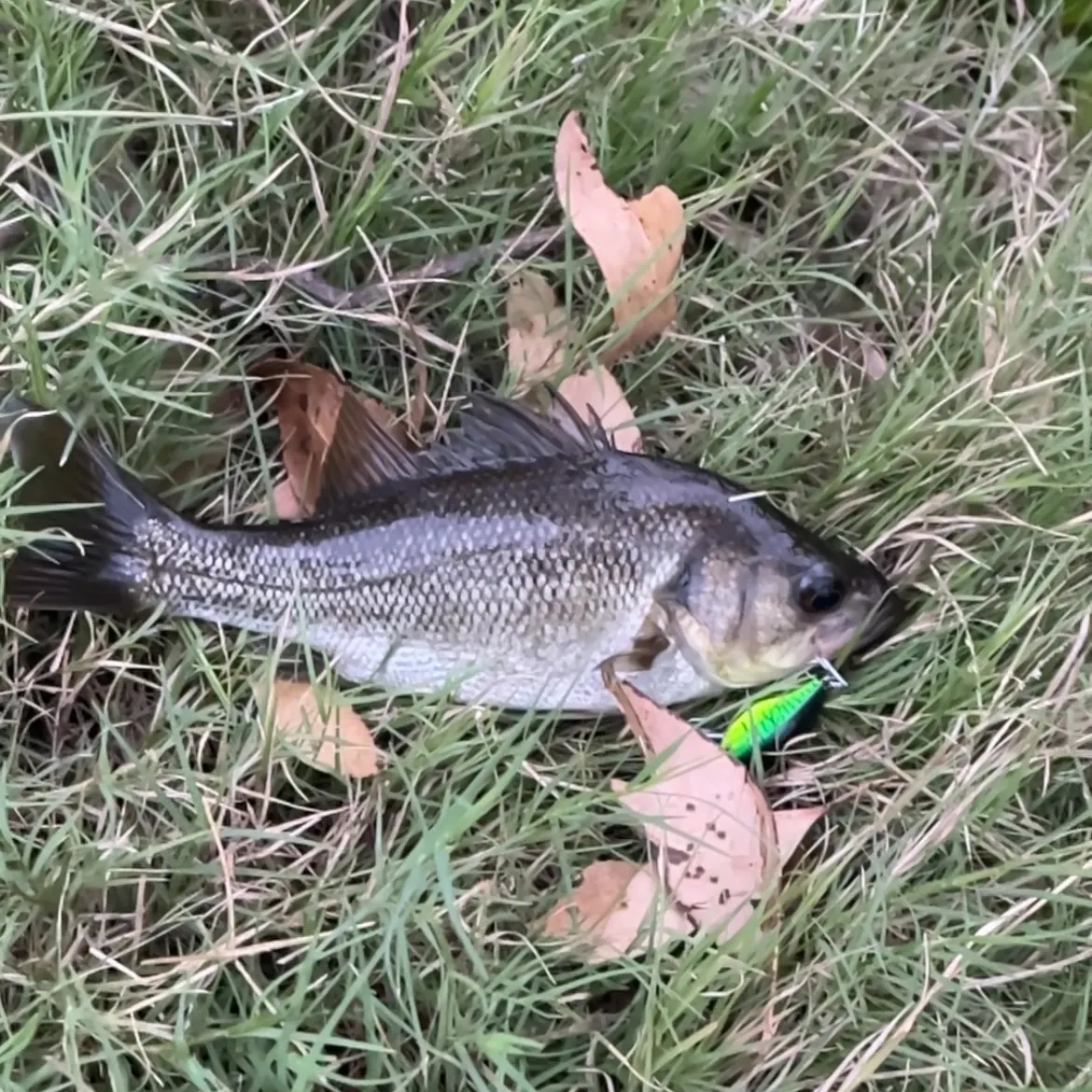 The most recent Australian bass catches on Fishbrain