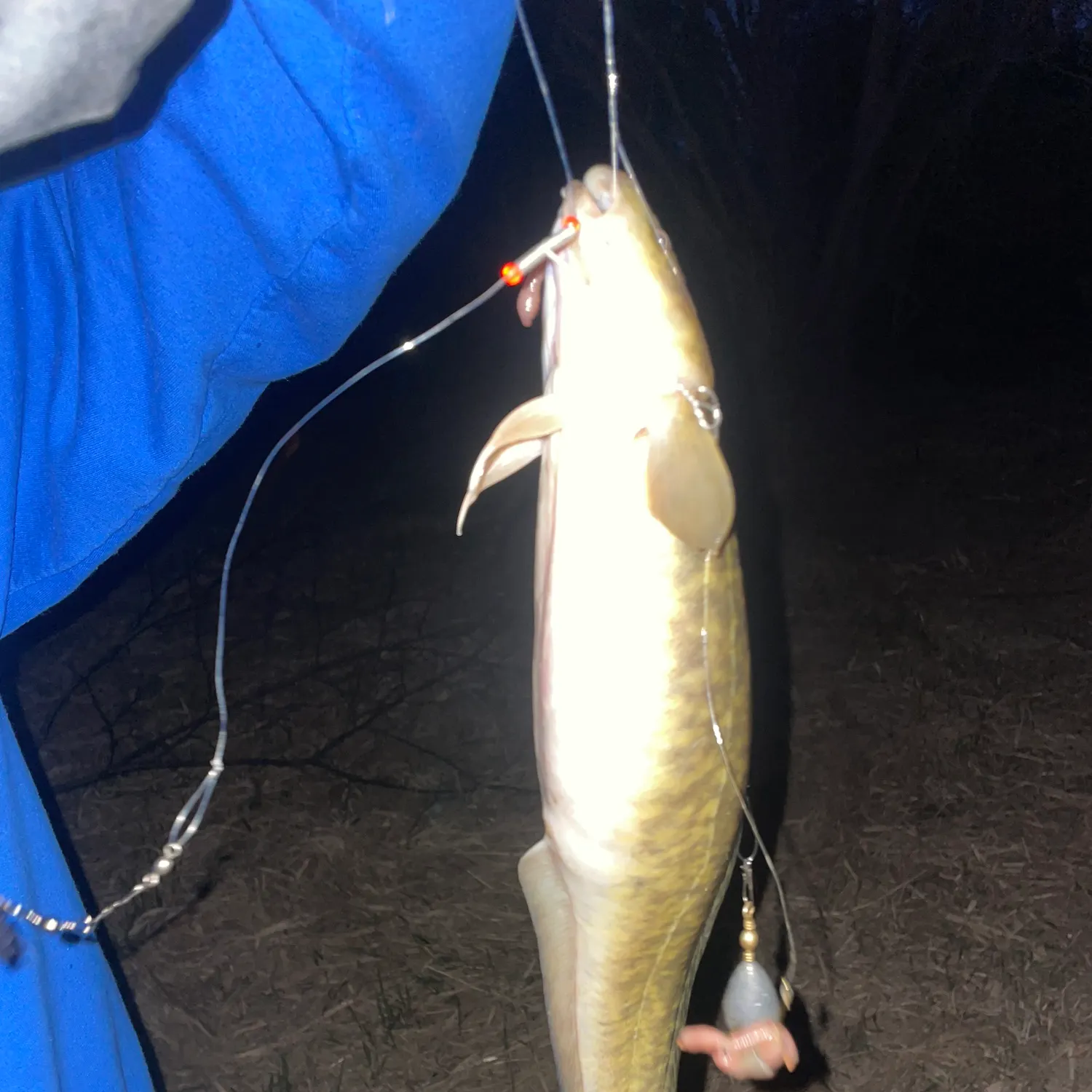 The most recent Burbot catches on Fishbrain