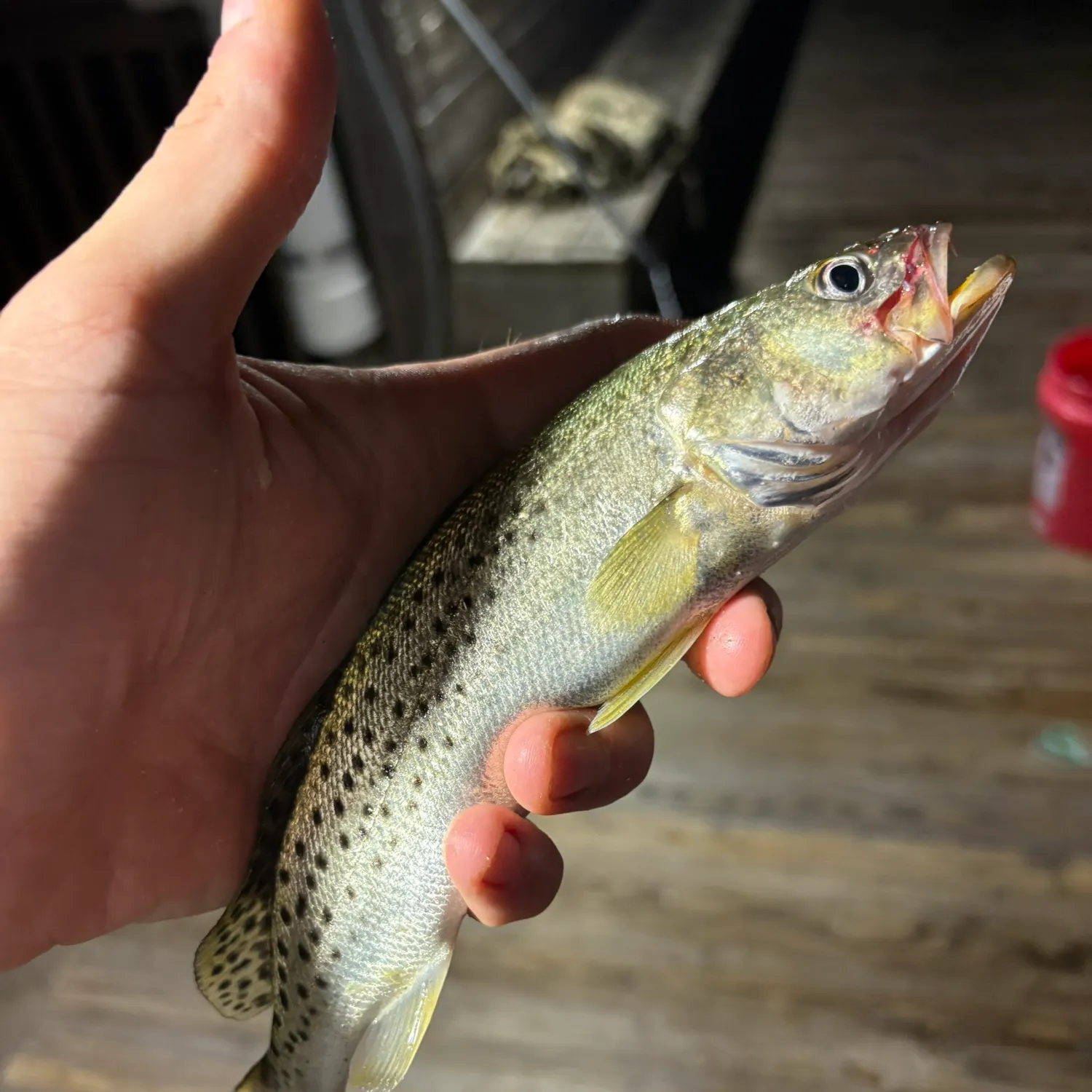 Spotted seatrout caught on Fishbrain