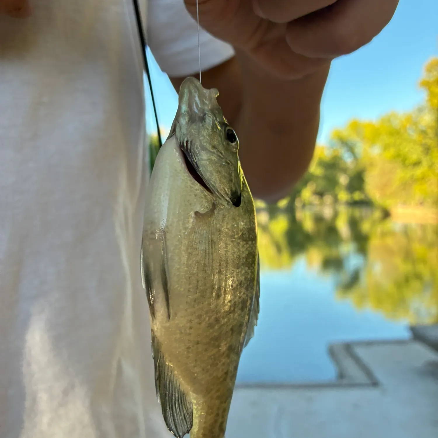 Bluegill caught on Fishbrain