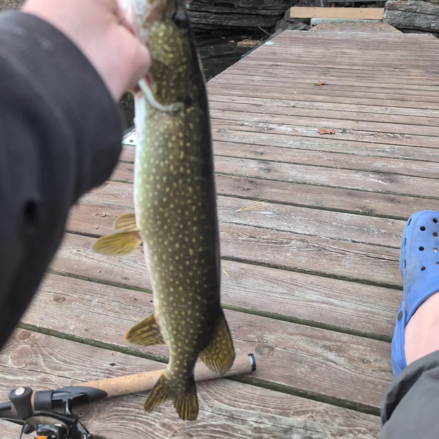 Fish caught on Fishbrain