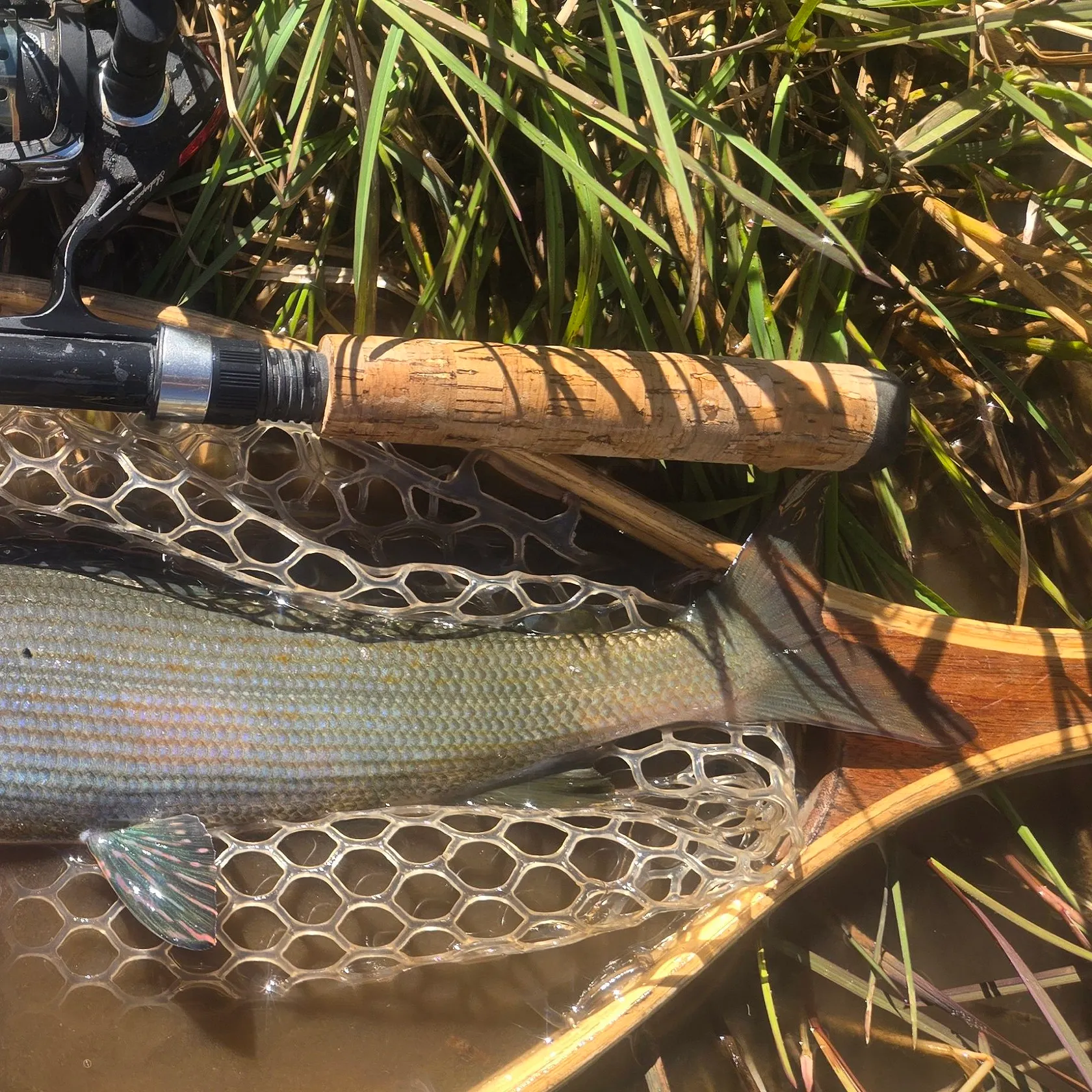 Arctic grayling caught on Fishbrain