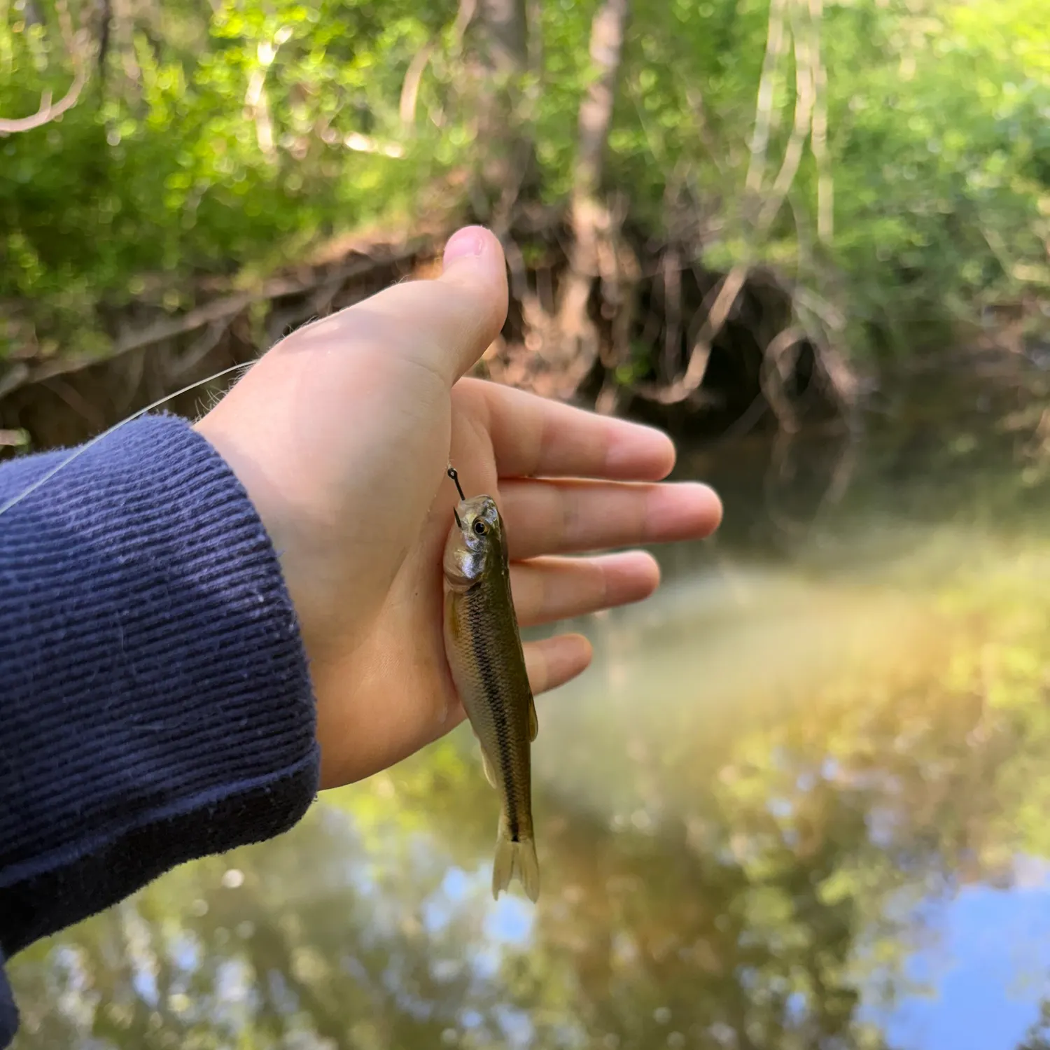 The most recent Creek chub catches on Fishbrain