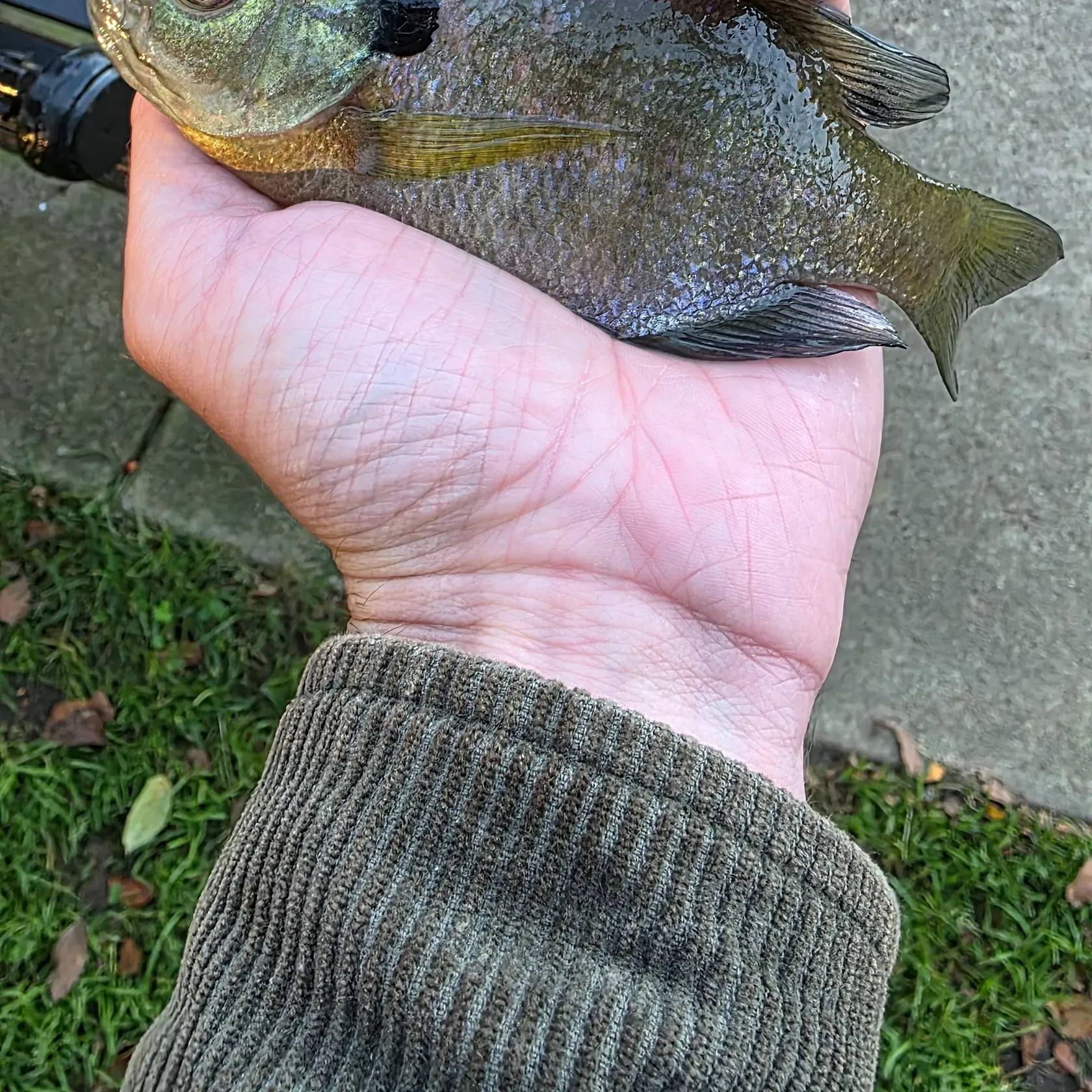 Bluegill caught on Fishbrain
