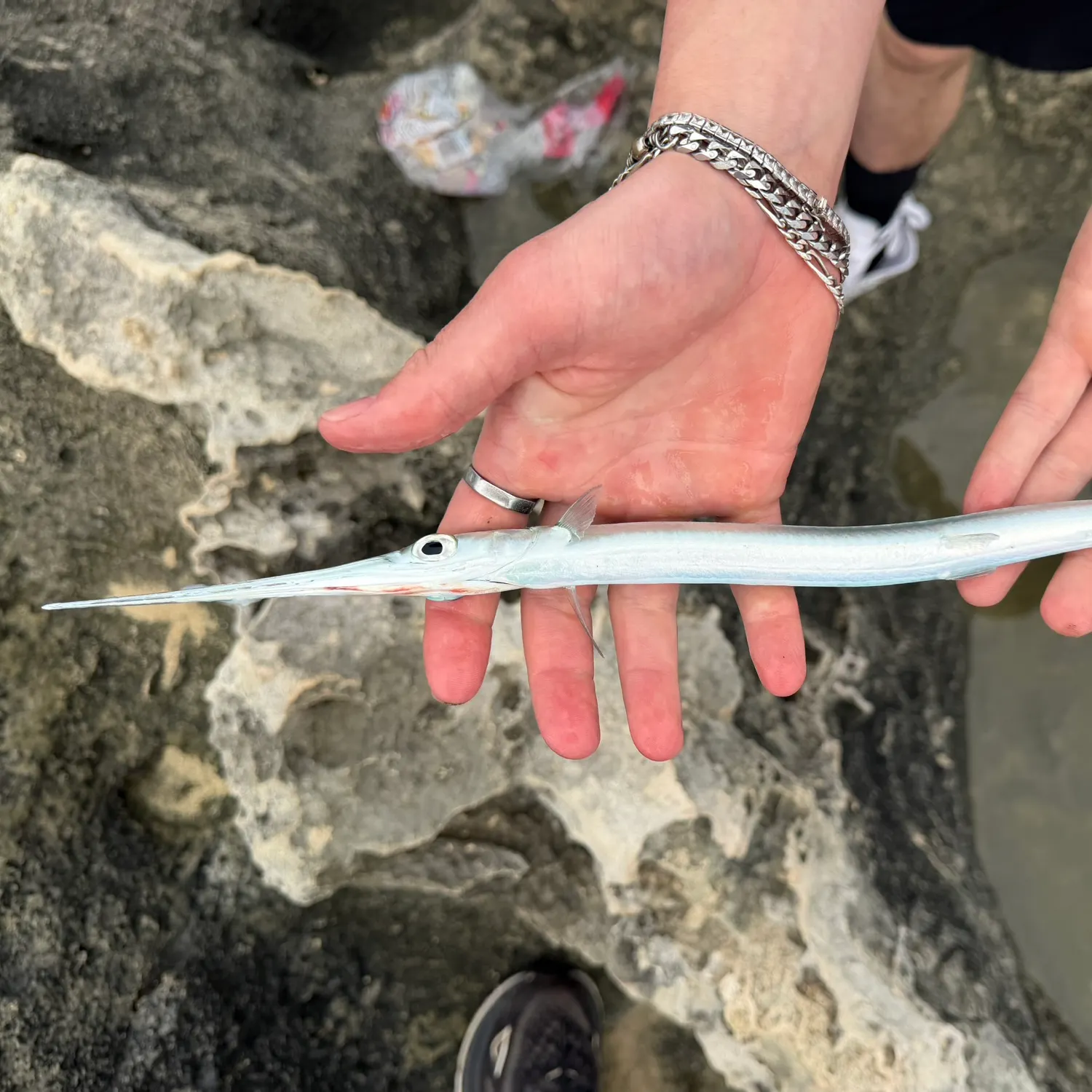 The most recent Hound needlefish catches on Fishbrain