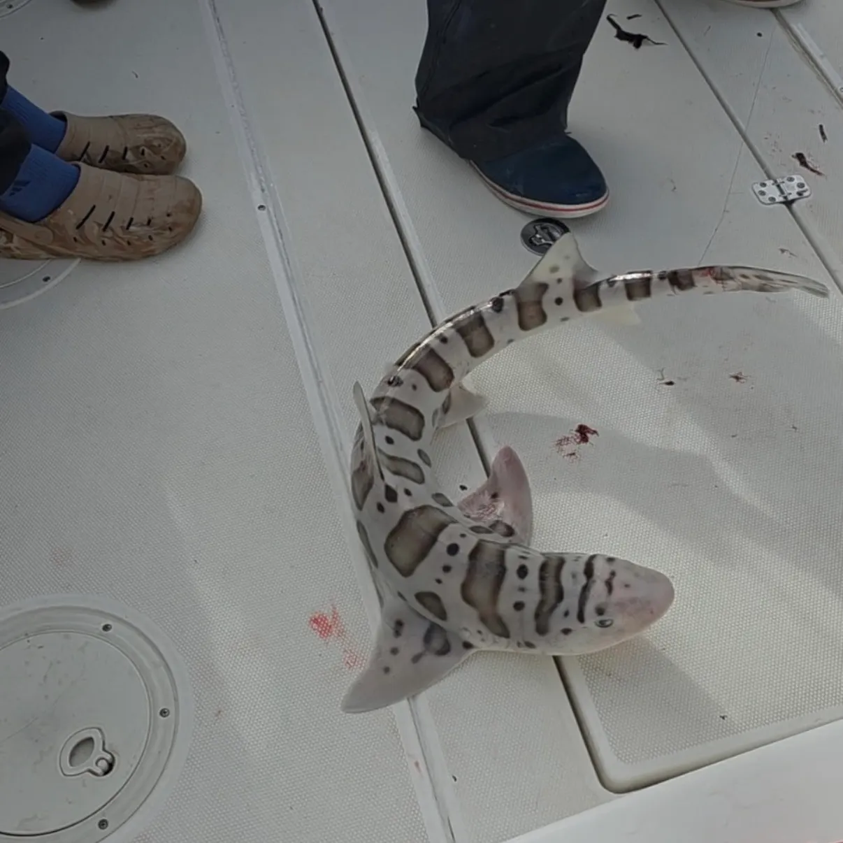 The most recent Leopard shark catches on Fishbrain