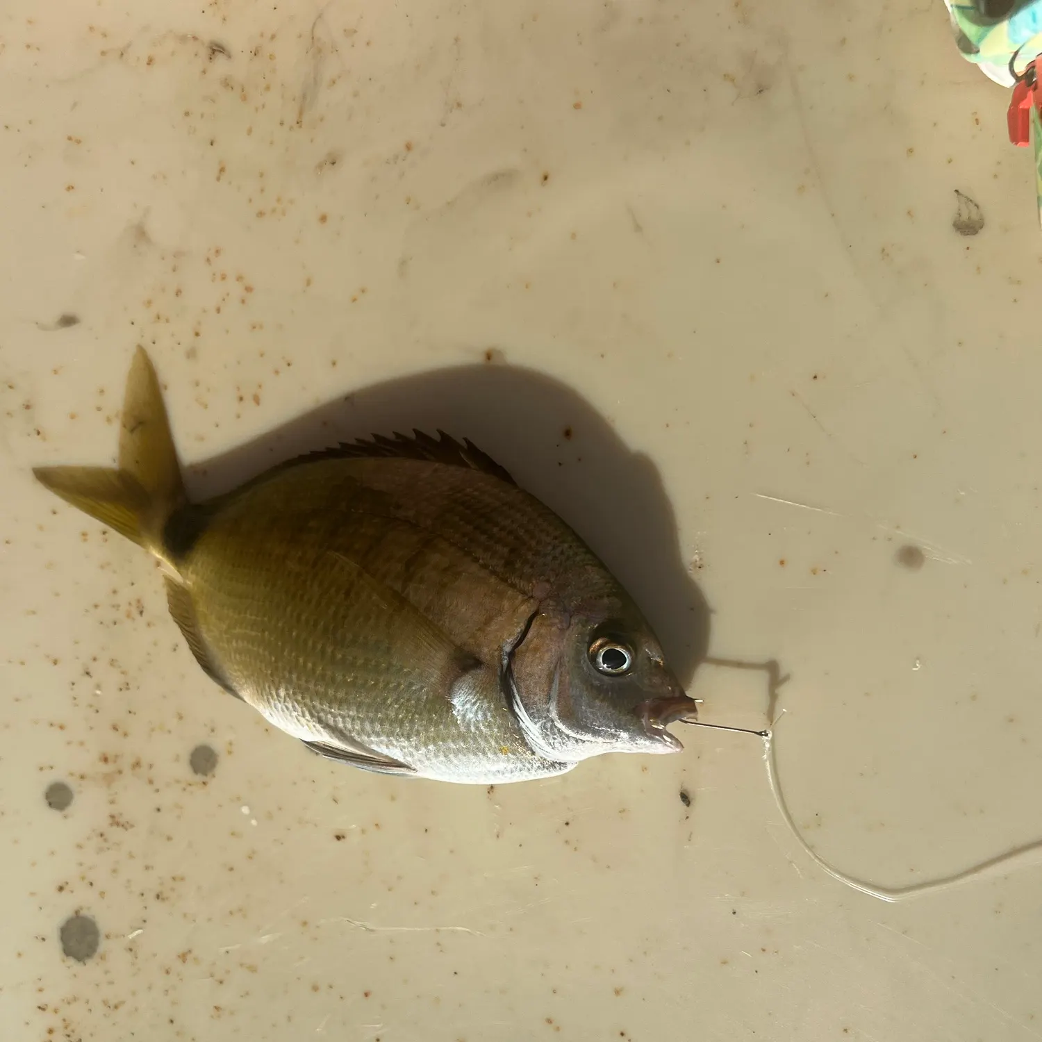 The most recent Spottail seabream catches on Fishbrain