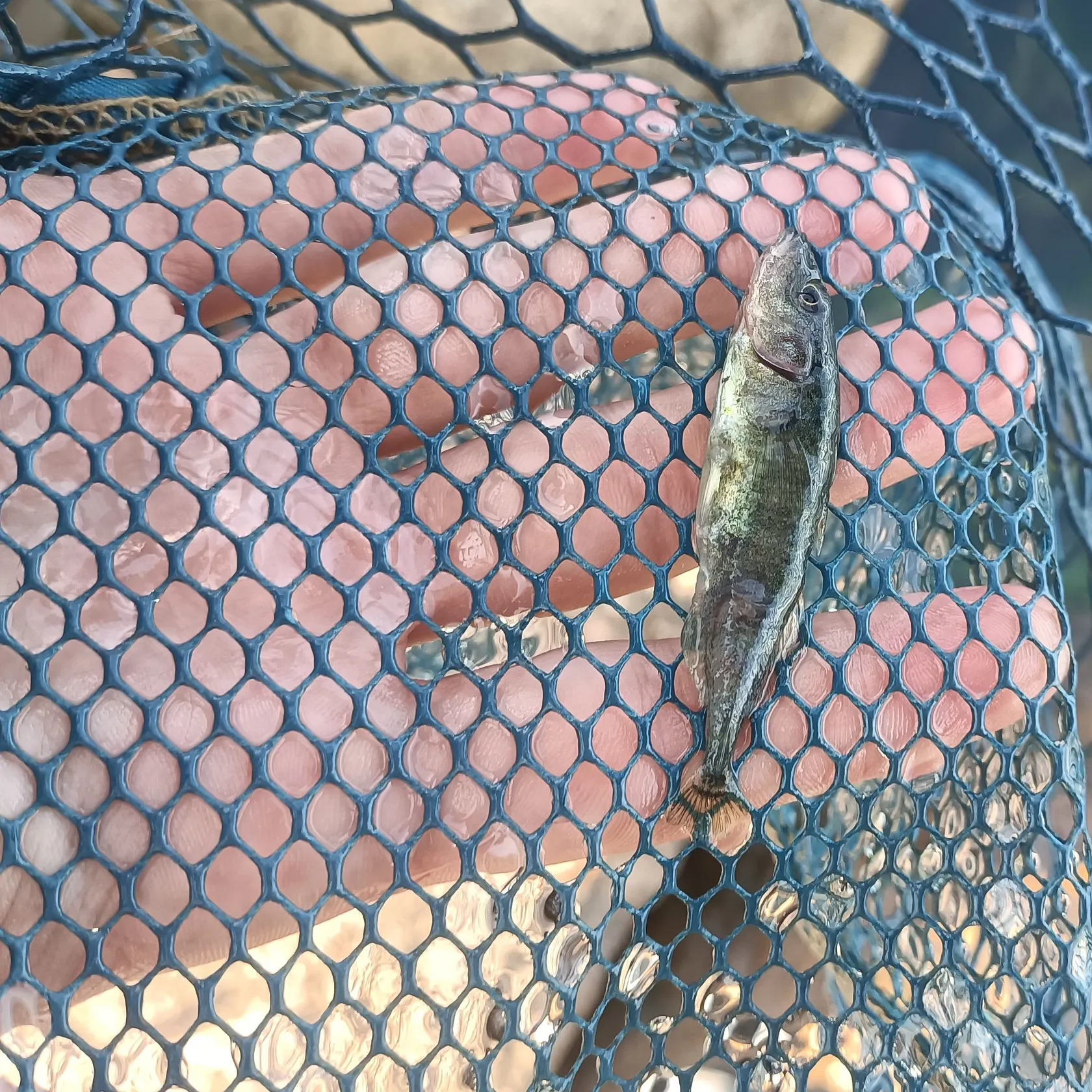The most recent Three-spined stickleback catches on Fishbrain