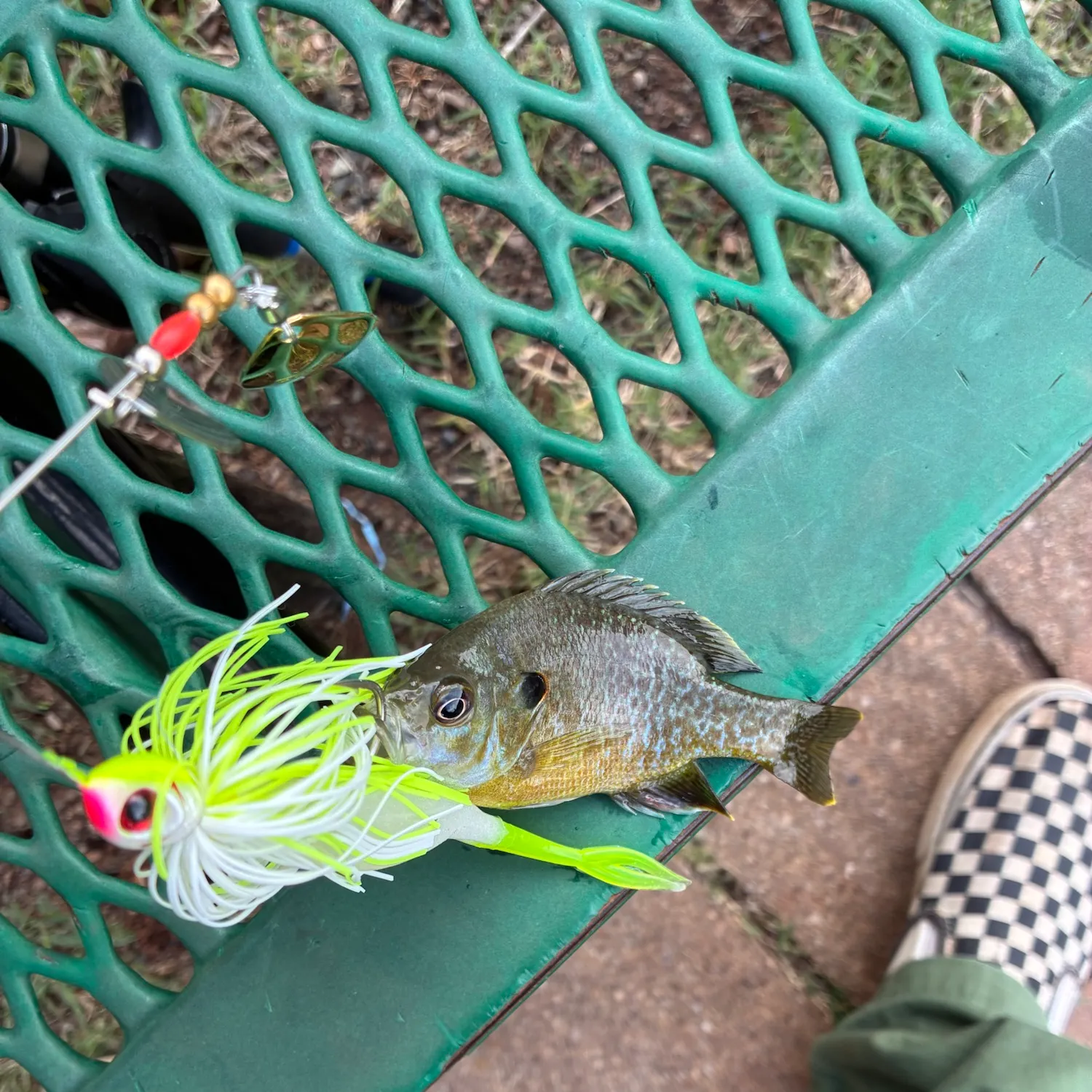 Greengill hybrid caught on Fishbrain