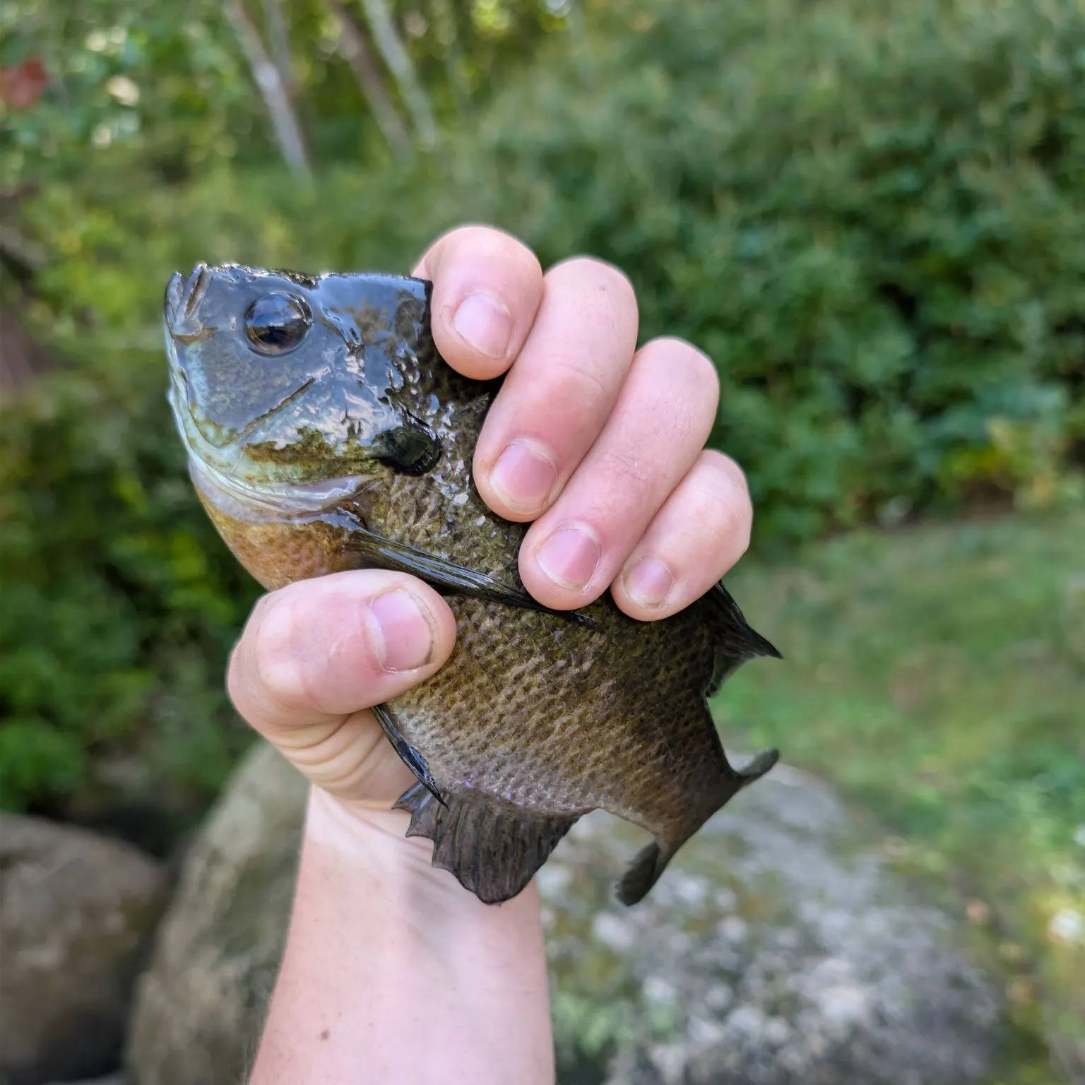 Bluegill caught on Fishbrain