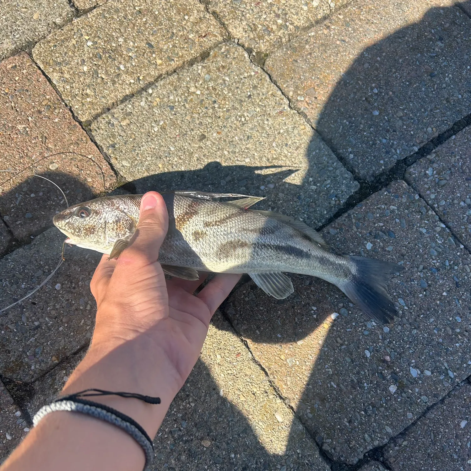 The most recent Northern kingcroaker catches on Fishbrain