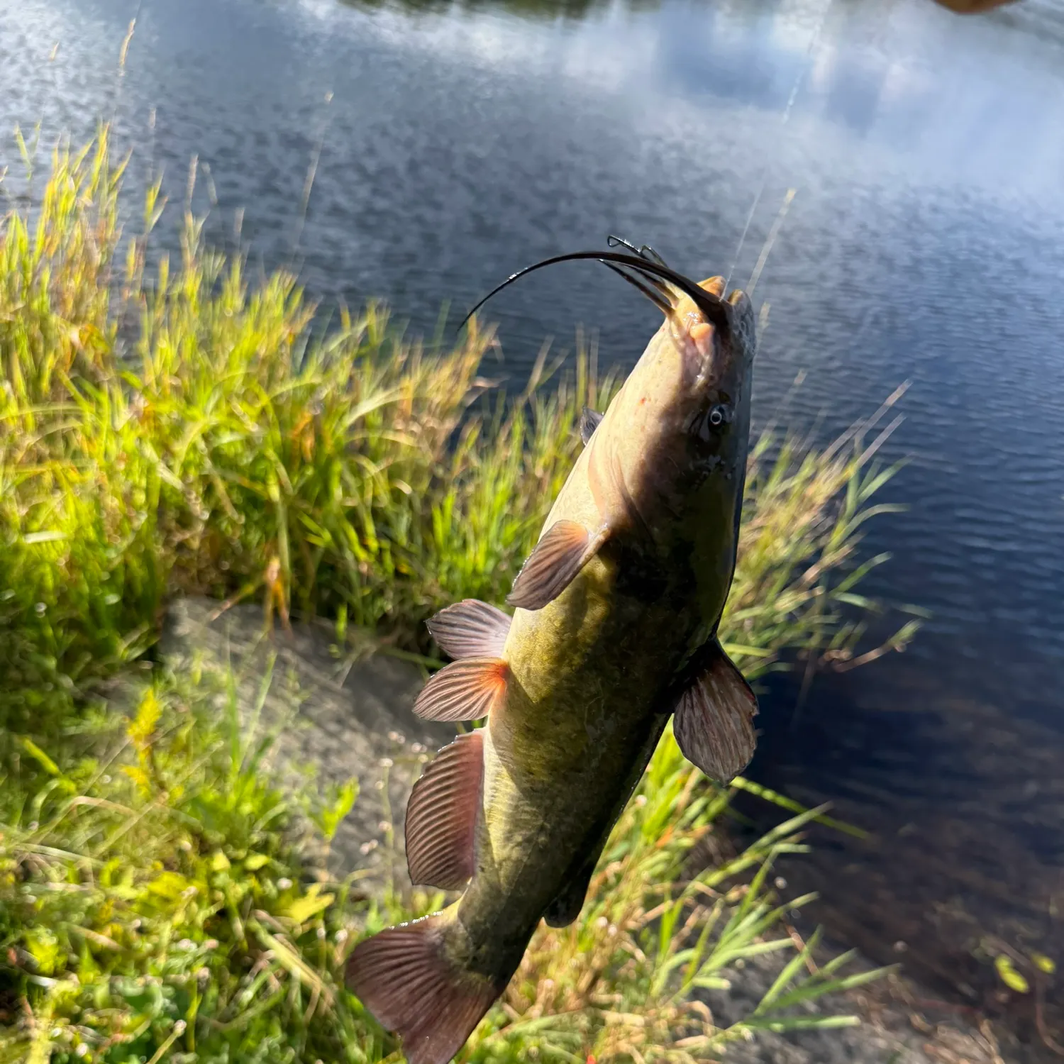 Brown bullhead caught on Fishbrain