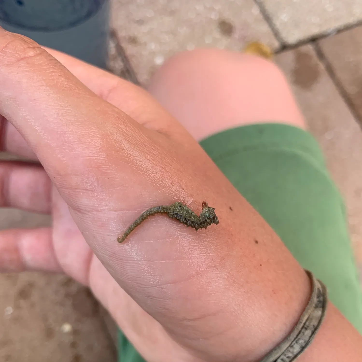 The most recent Longnose seahorse catches on Fishbrain