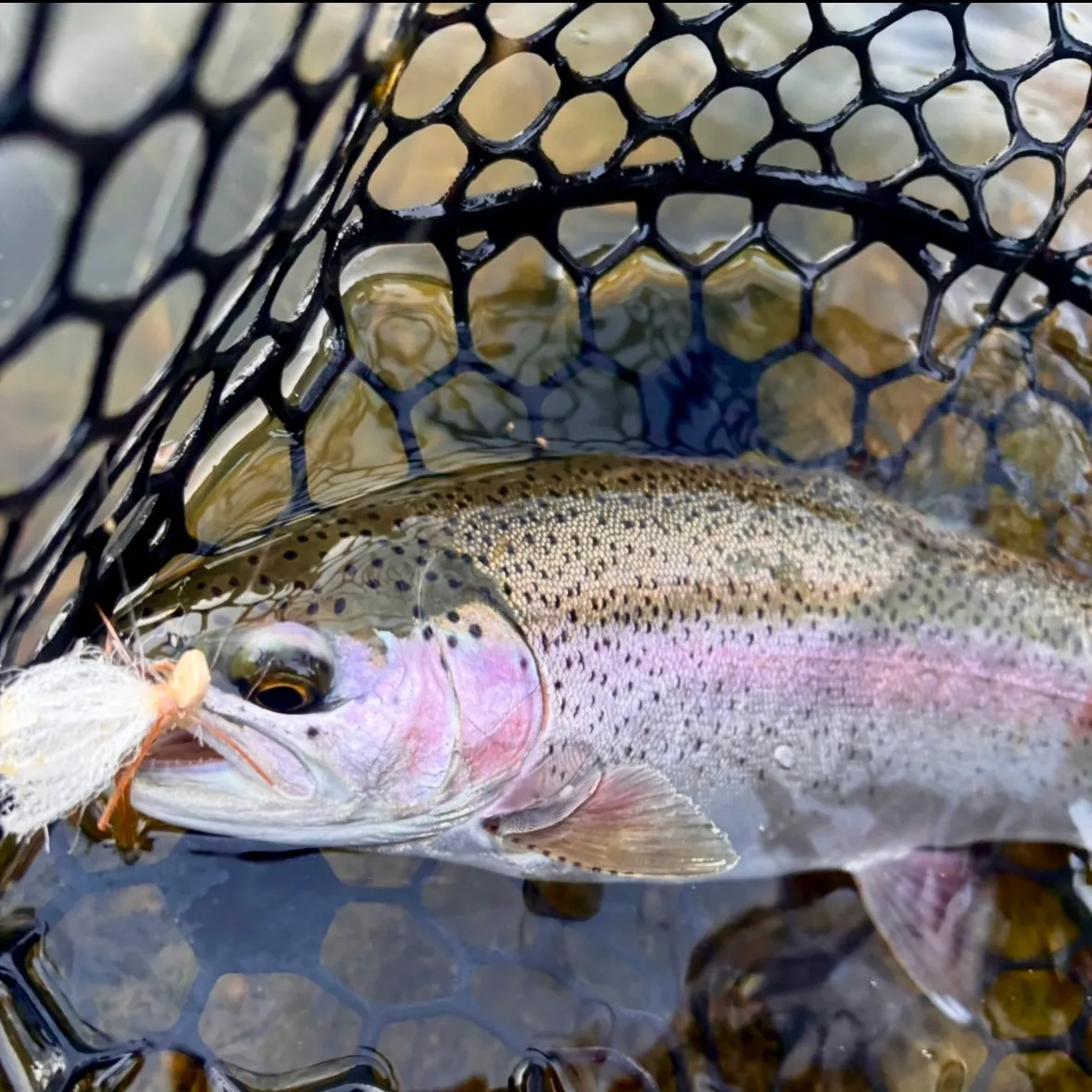 Rainbow trout caught on Fishbrain