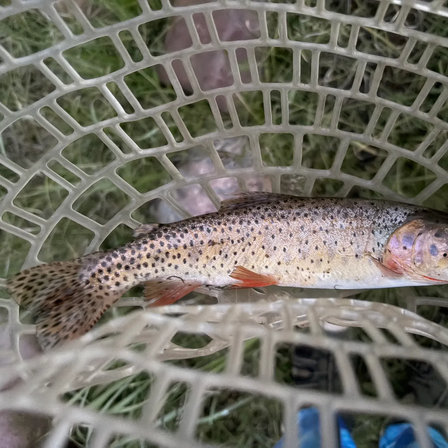 The most recent Colorado river cutthroat trout catches on Fishbrain