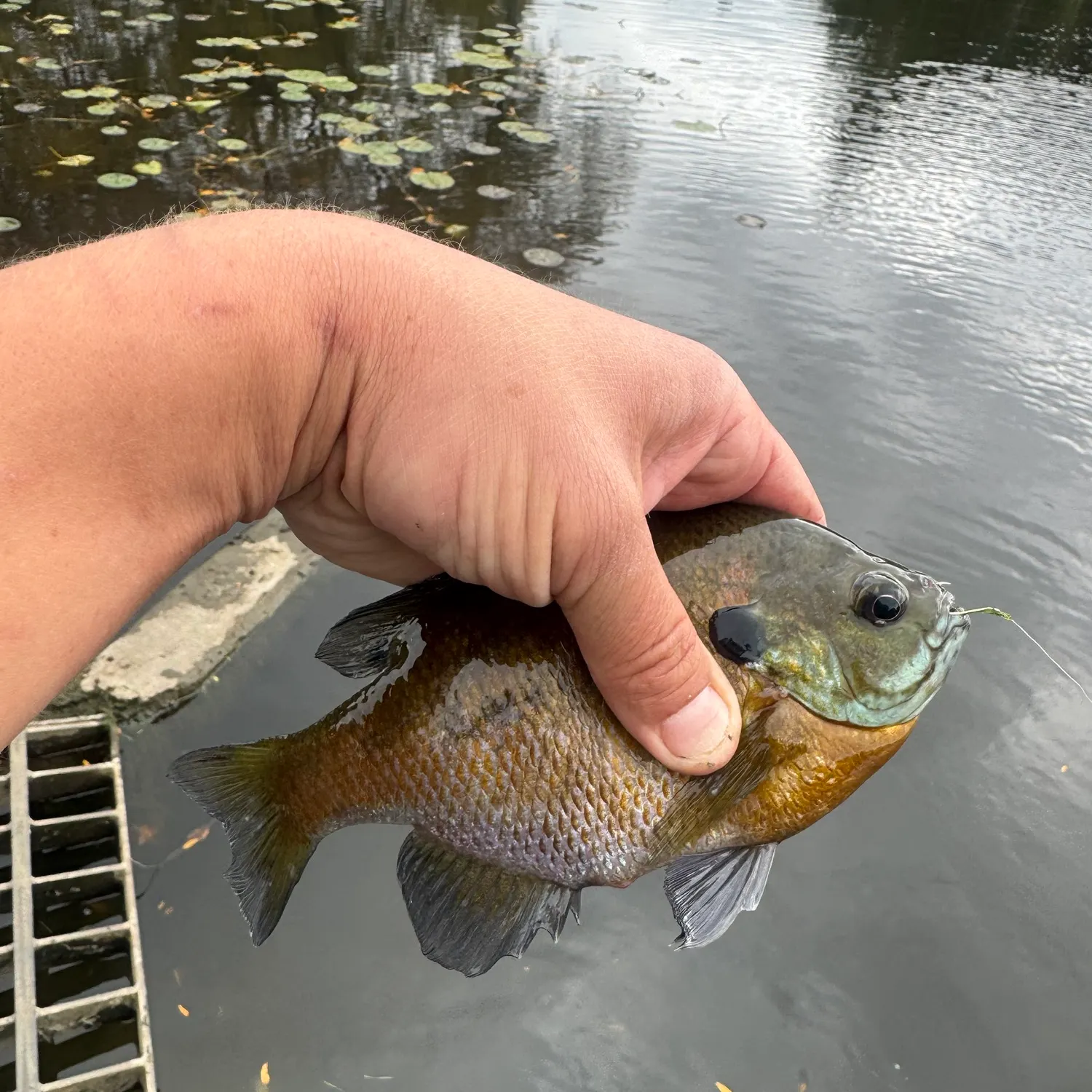 Bluegill caught on Fishbrain