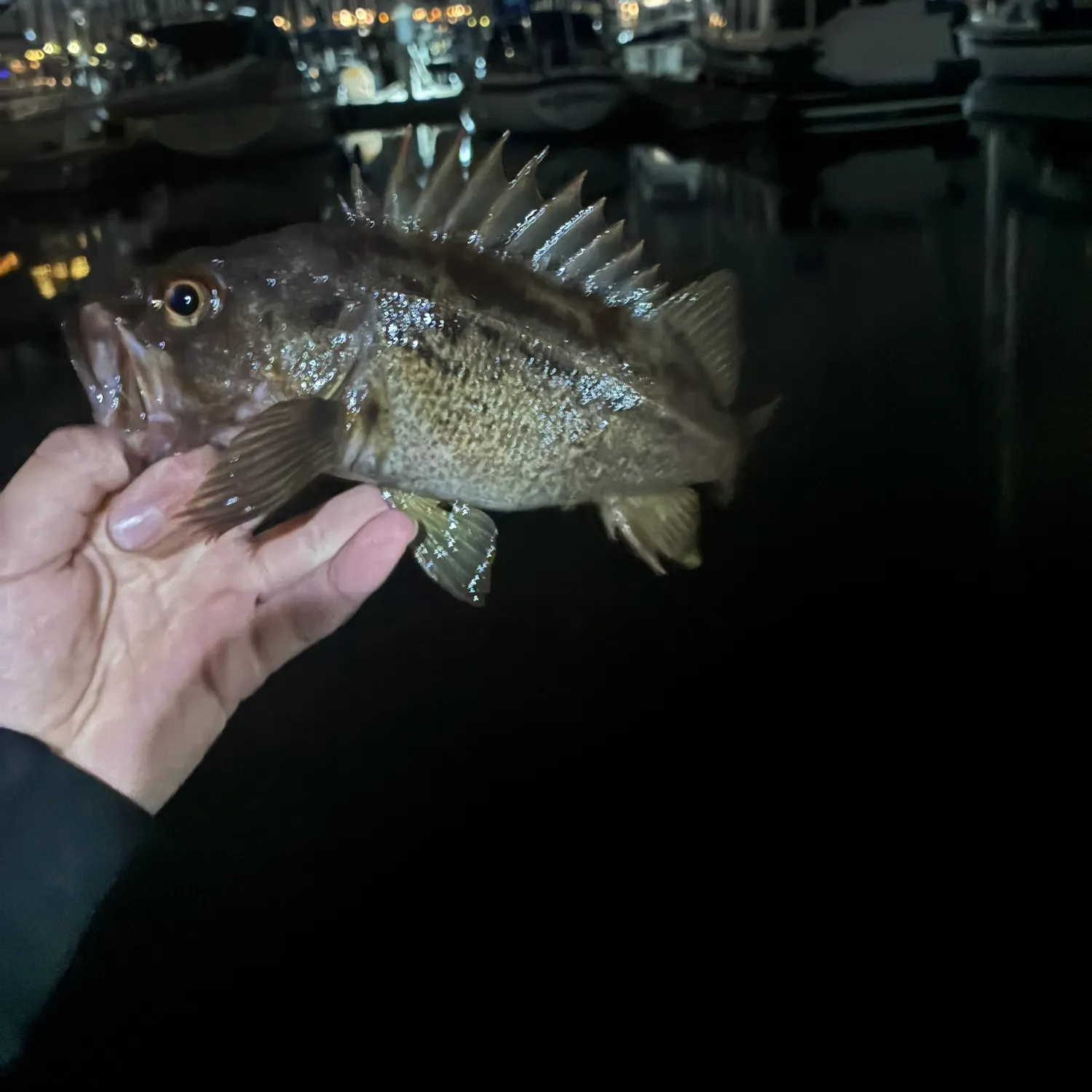 Black rockfish caught on Fishbrain