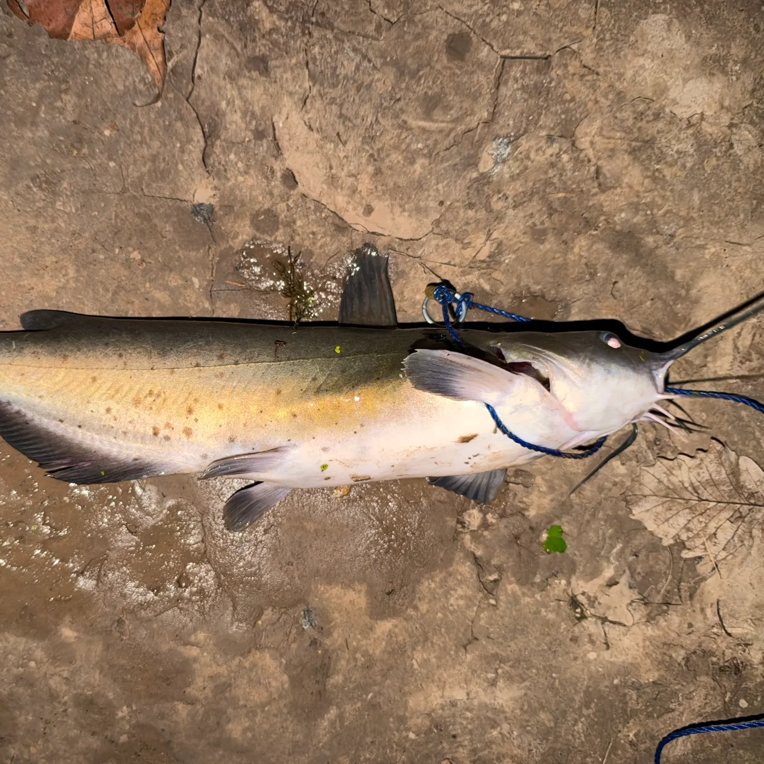 Channel catfish caught on Fishbrain
