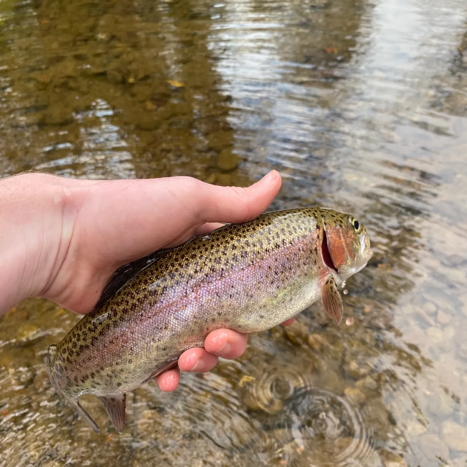 Rainbow trout caught on Fishbrain