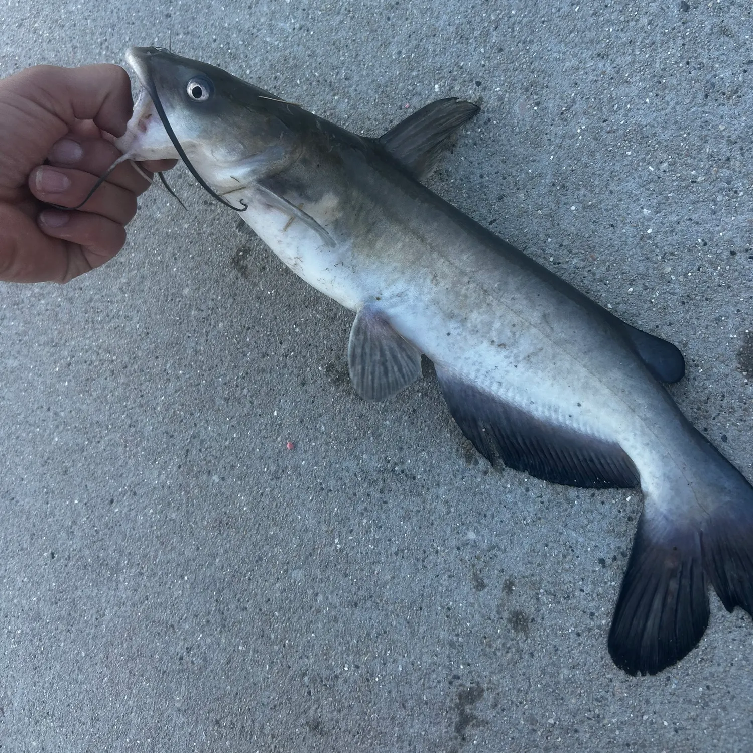 Channel catfish caught on Fishbrain