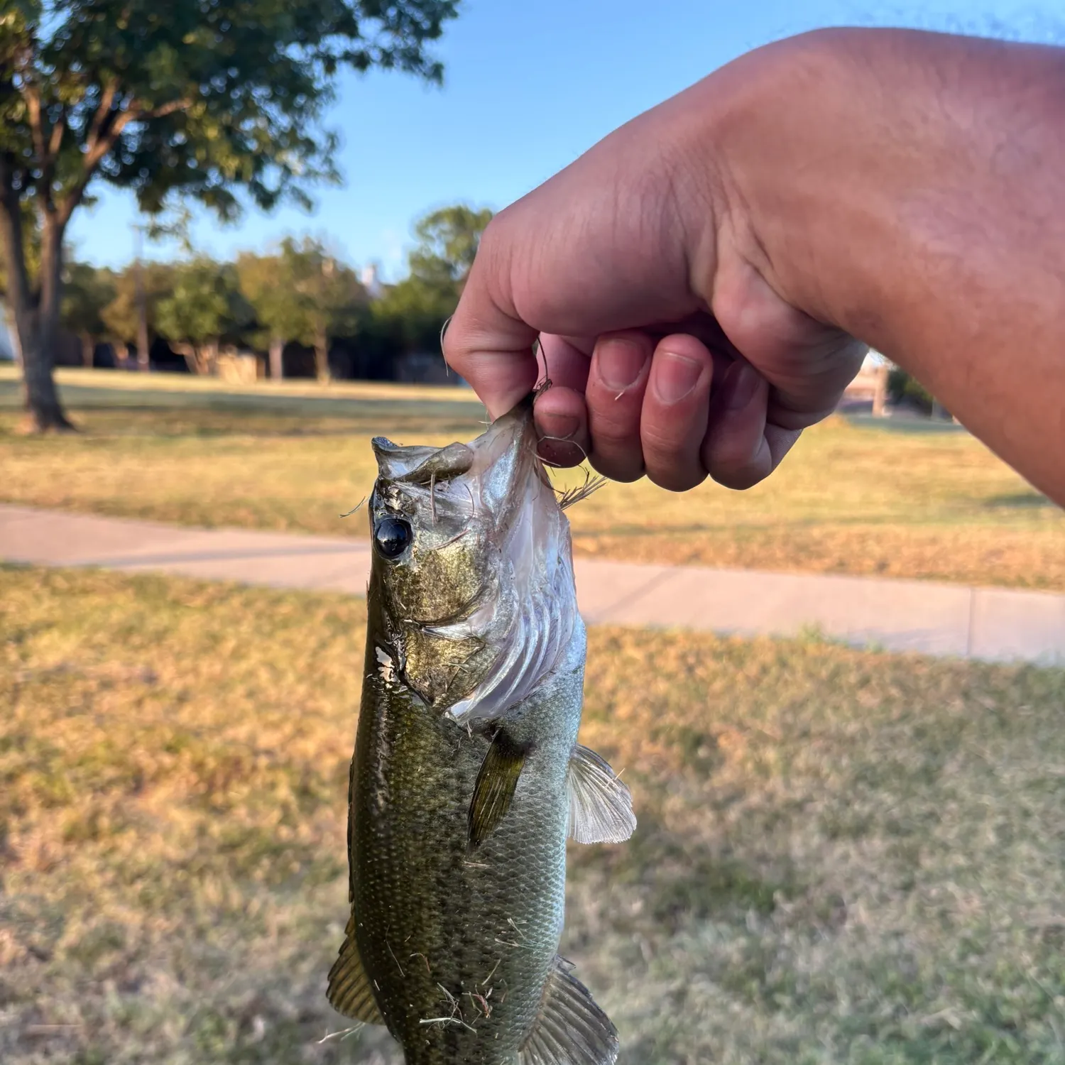 catch