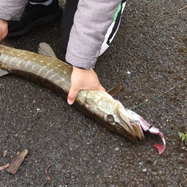 Northern pike caught on Fishbrain