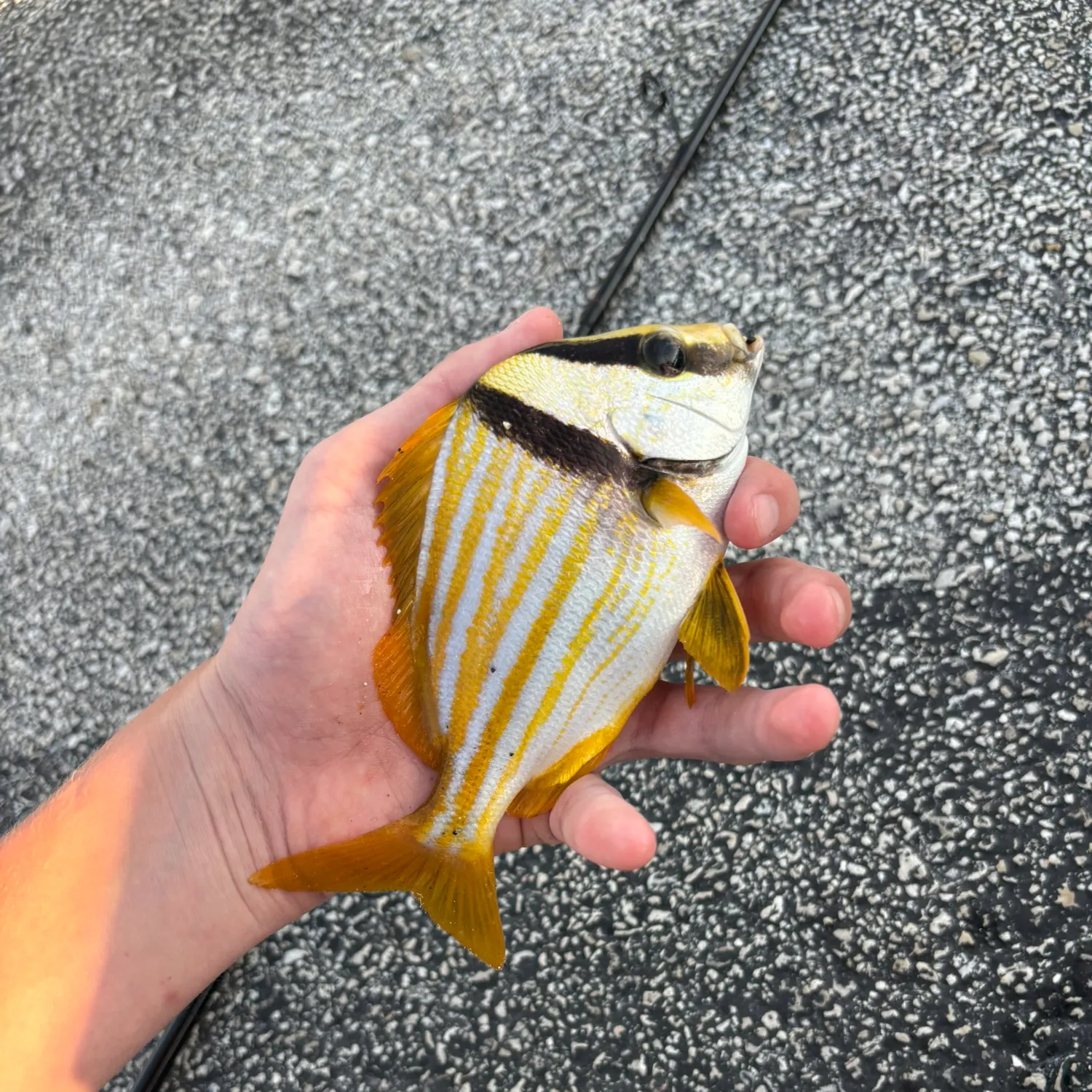 The most recent Atlantic porkfish catches on Fishbrain
