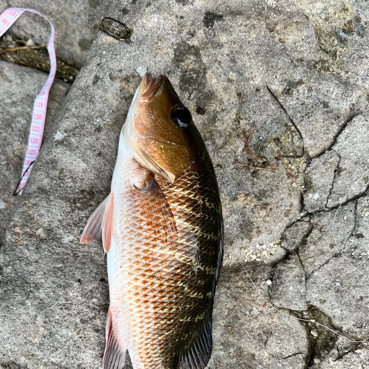Mangrove snapper caught on Fishbrain