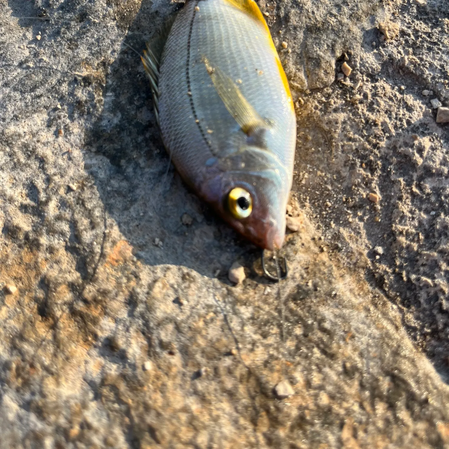 The most recent Annular seabream catches on Fishbrain