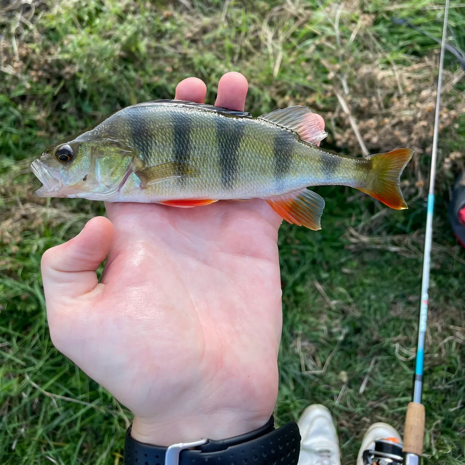 European perch caught on Fishbrain