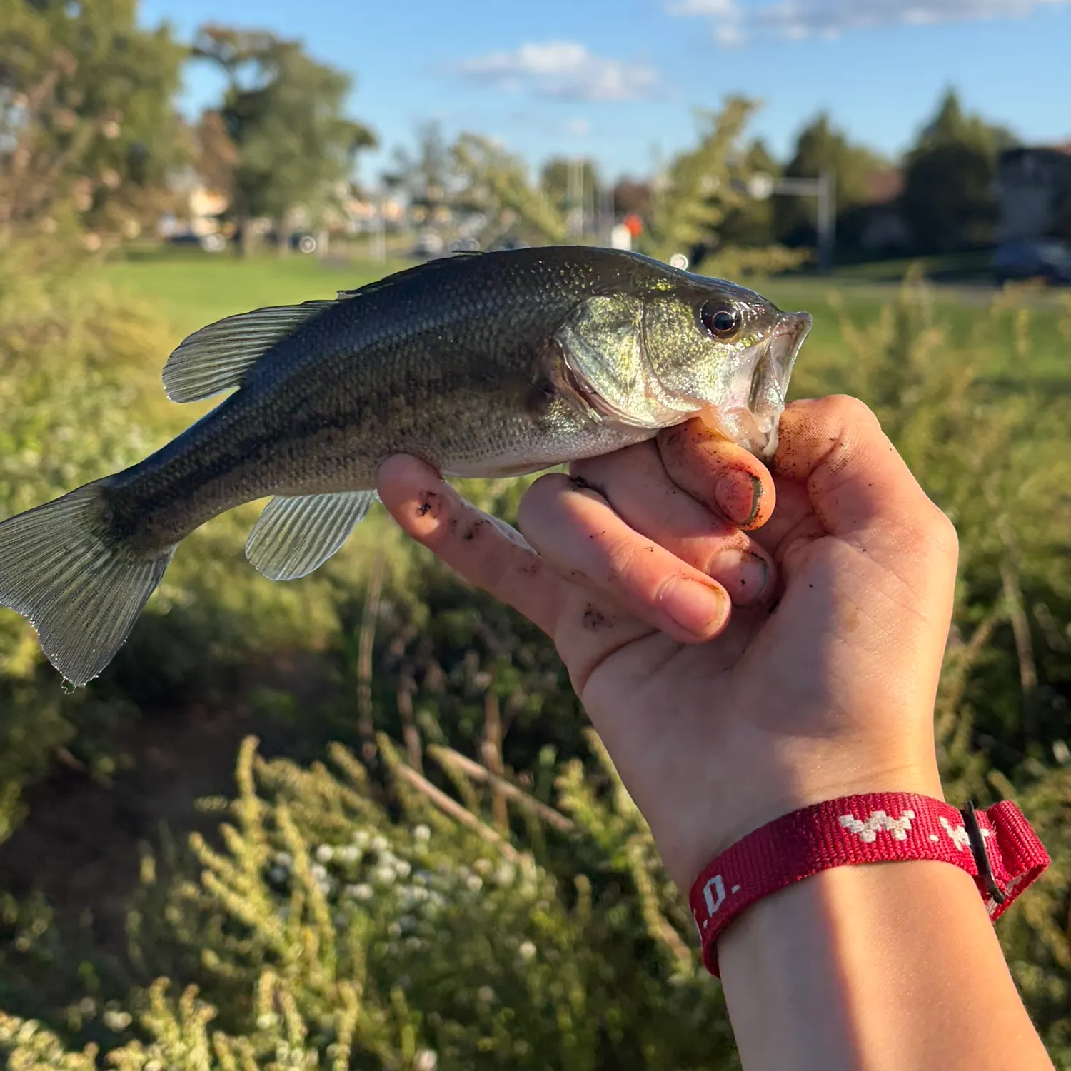 Spotted bass caught on Fishbrain