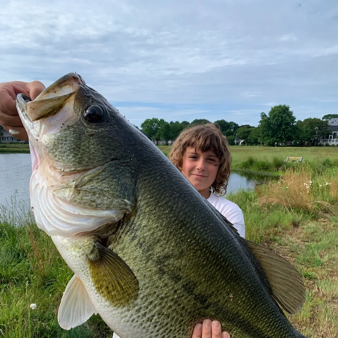 North African catfish caught on Fishbrain
