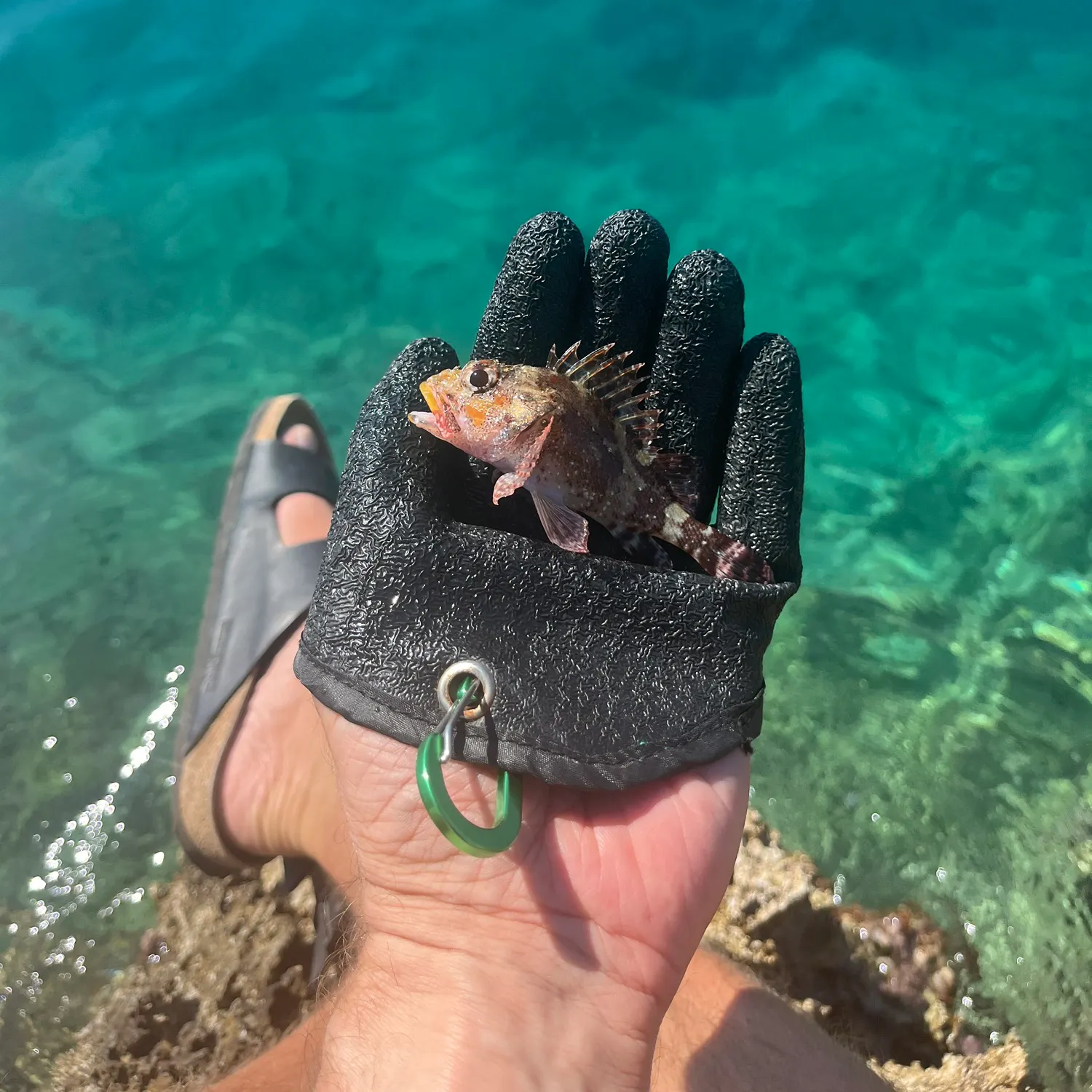 The most recent Scorpaena neglecta catches on Fishbrain