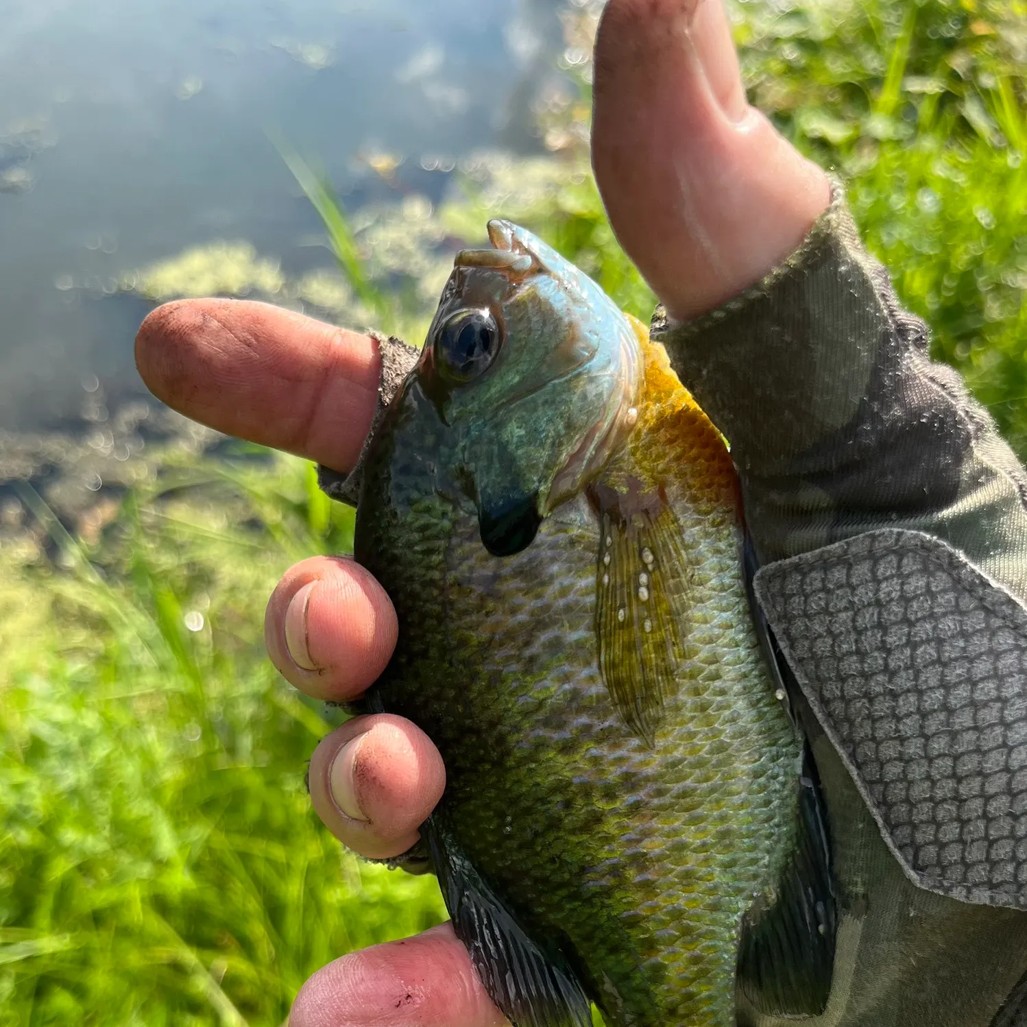 catch