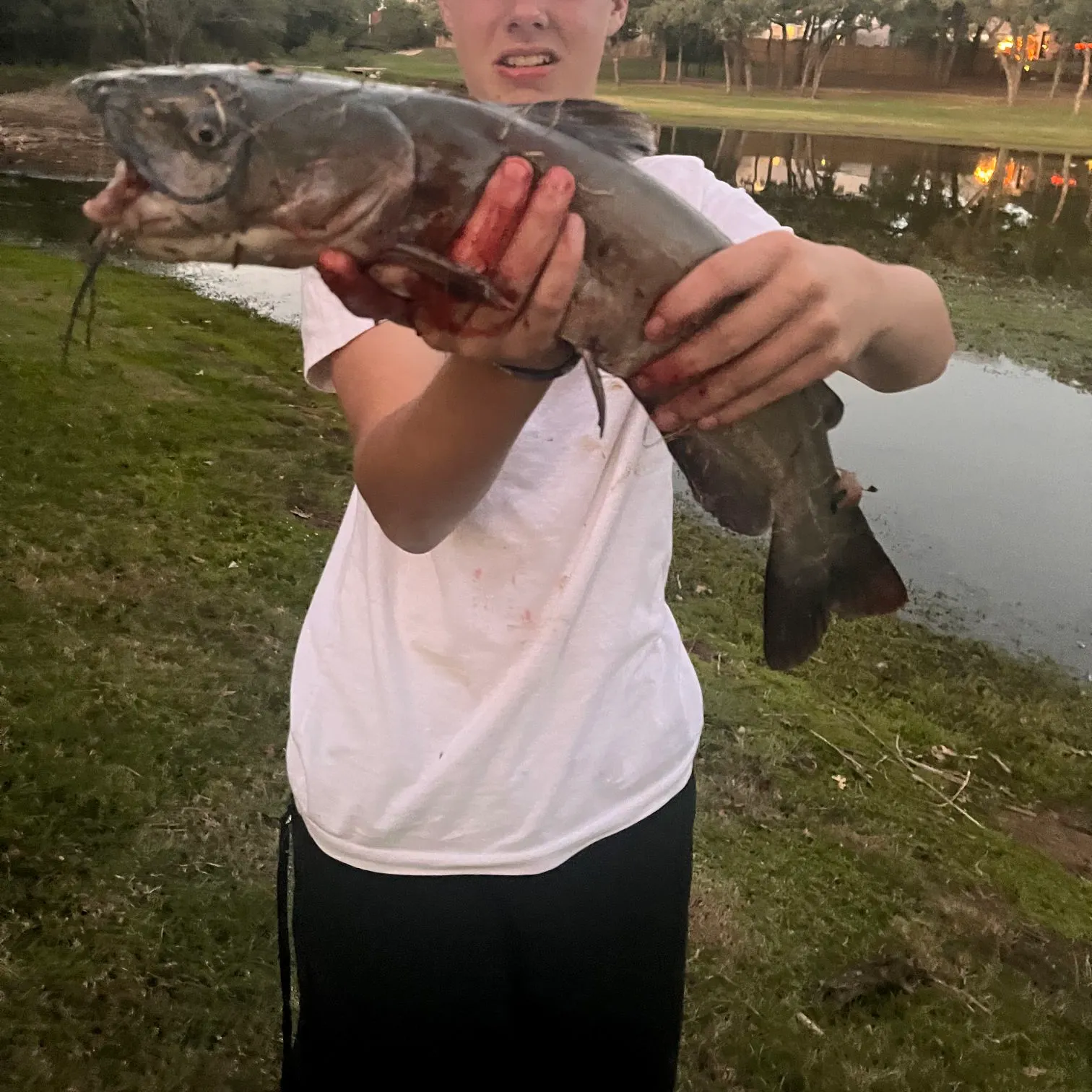 Channel catfish caught on Fishbrain