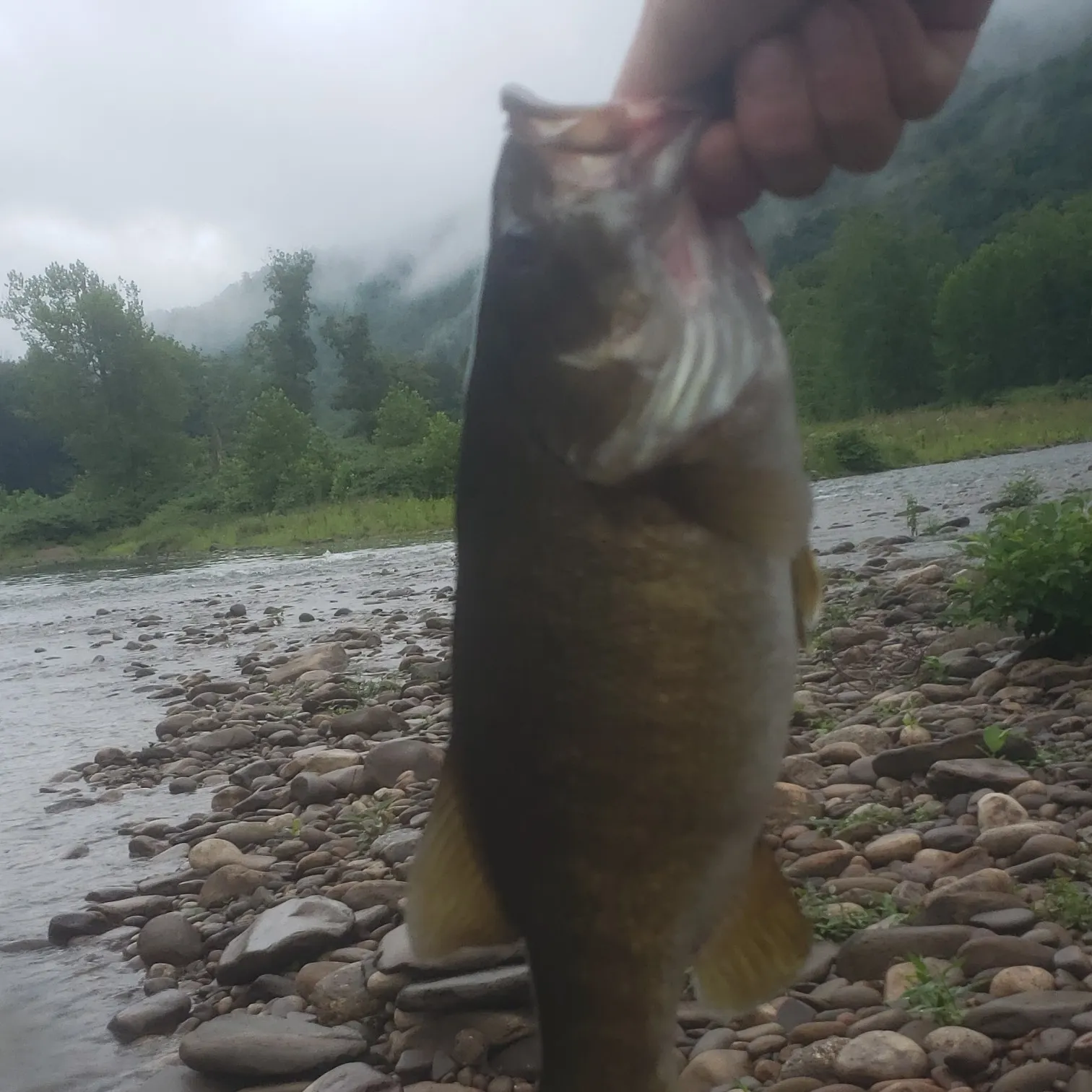 angler catch