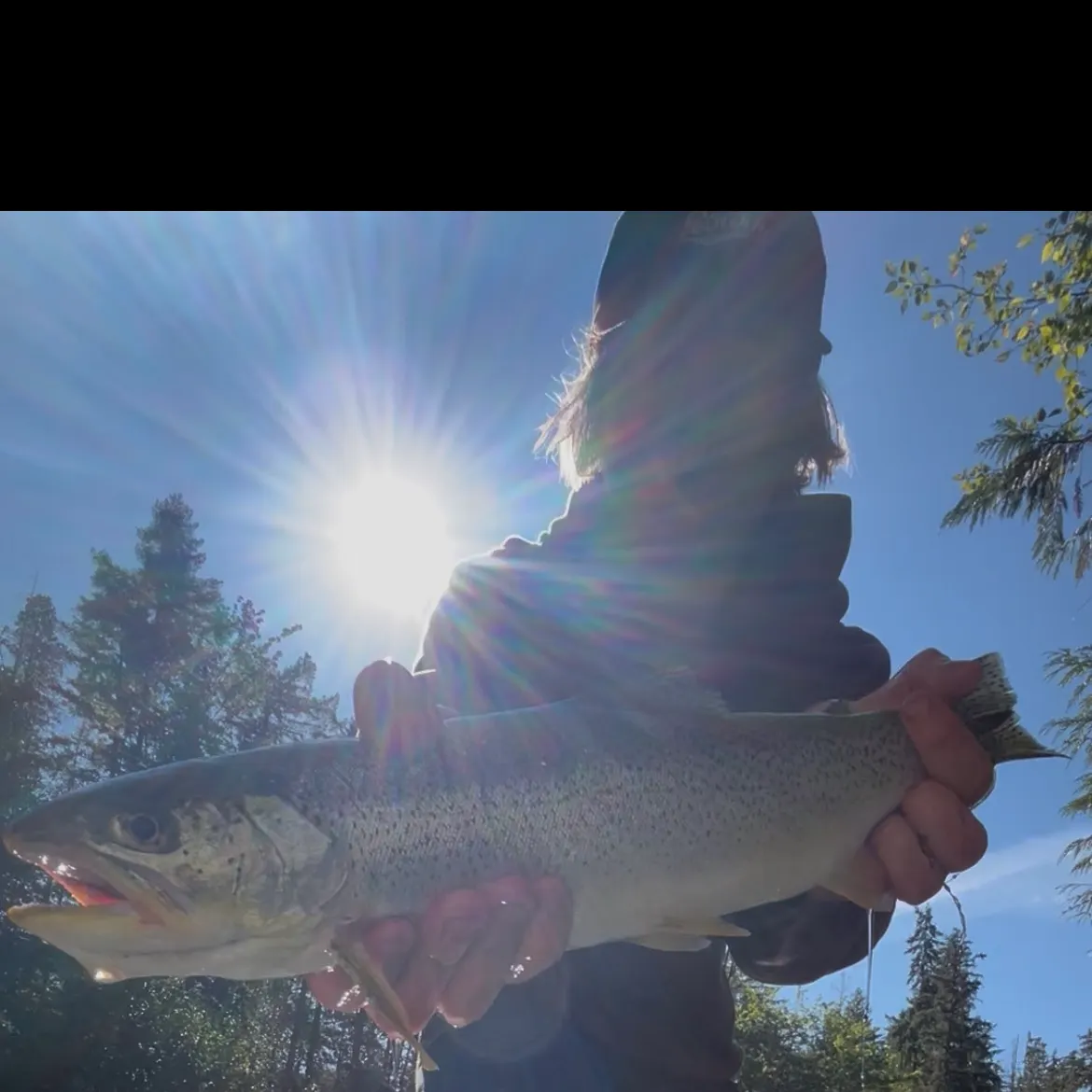 Coastal cutthroat trout caught on Fishbrain