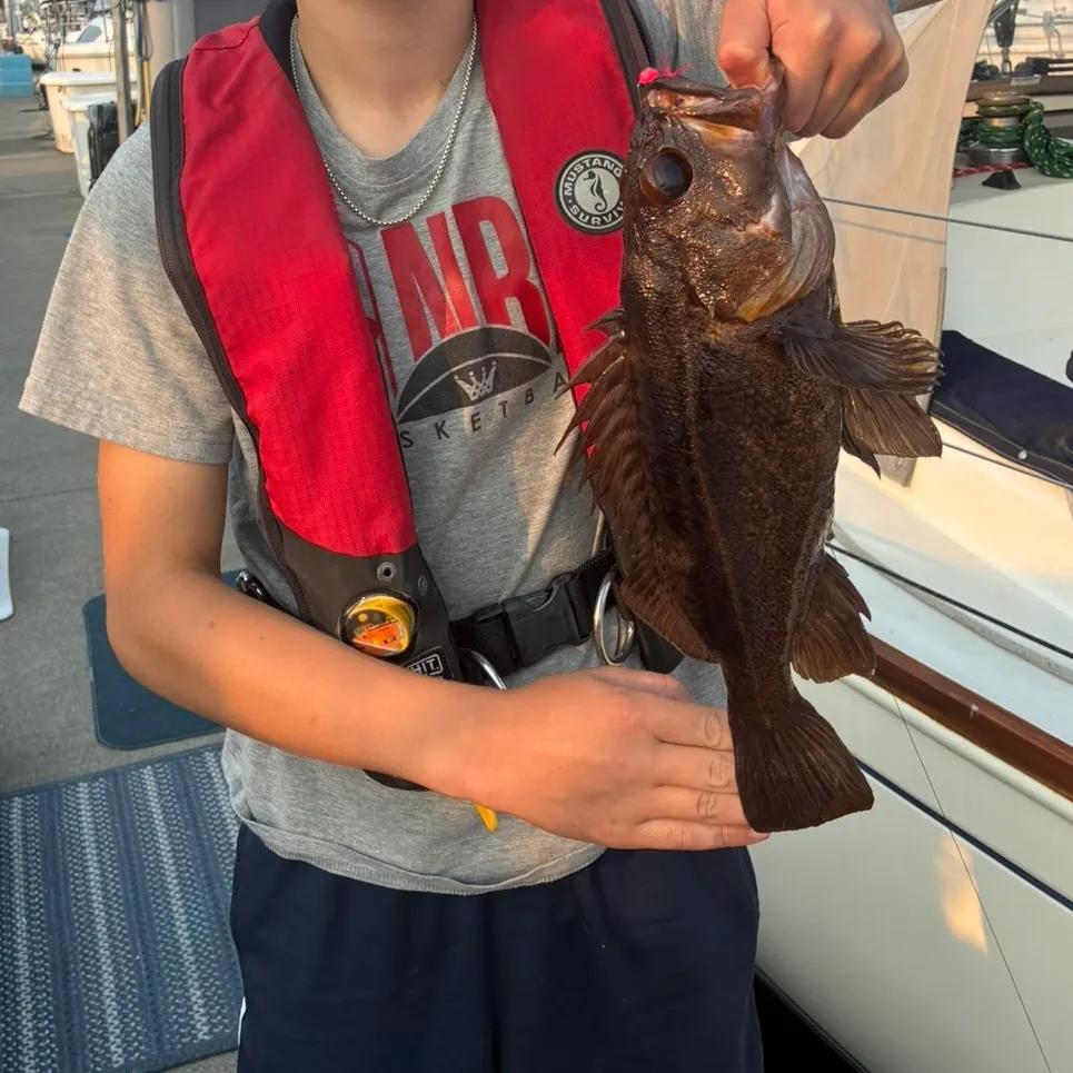 Brown rockfish caught on Fishbrain