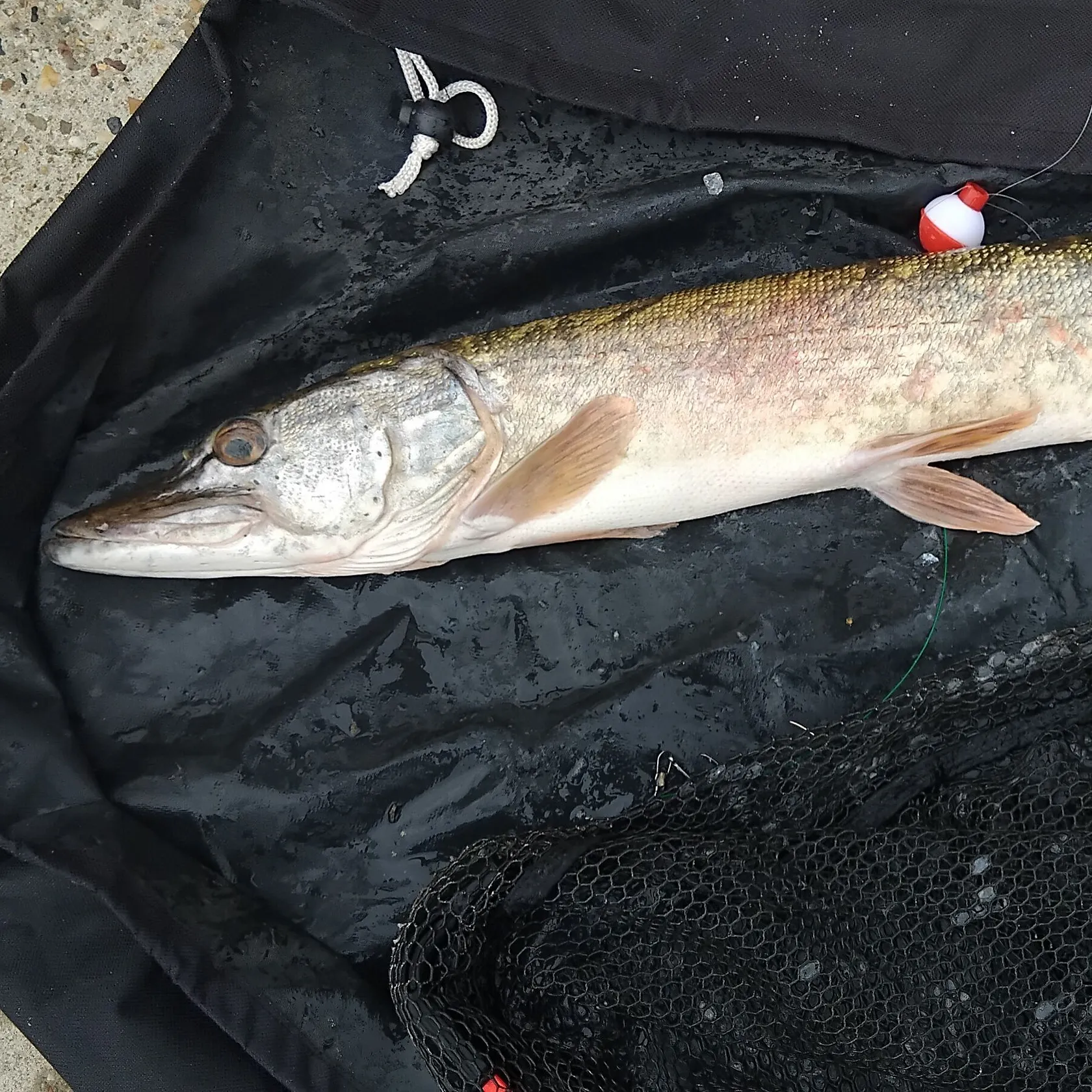 Northern pike caught on Fishbrain