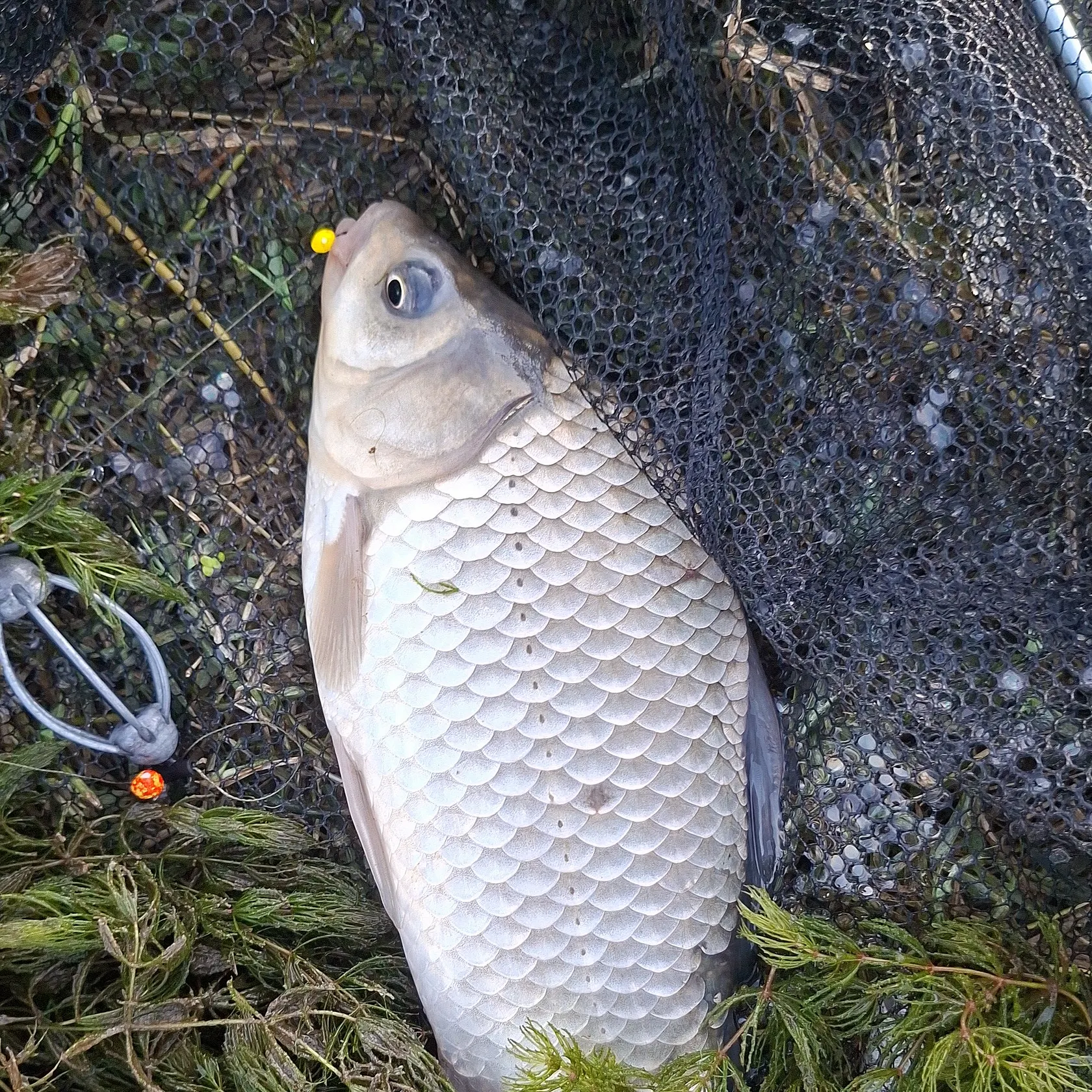 Fish caught on Fishbrain