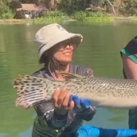 The most recent Alligator gar catches on Fishbrain