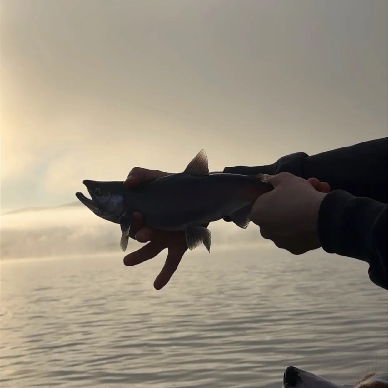 Kokanee salmon caught on Fishbrain